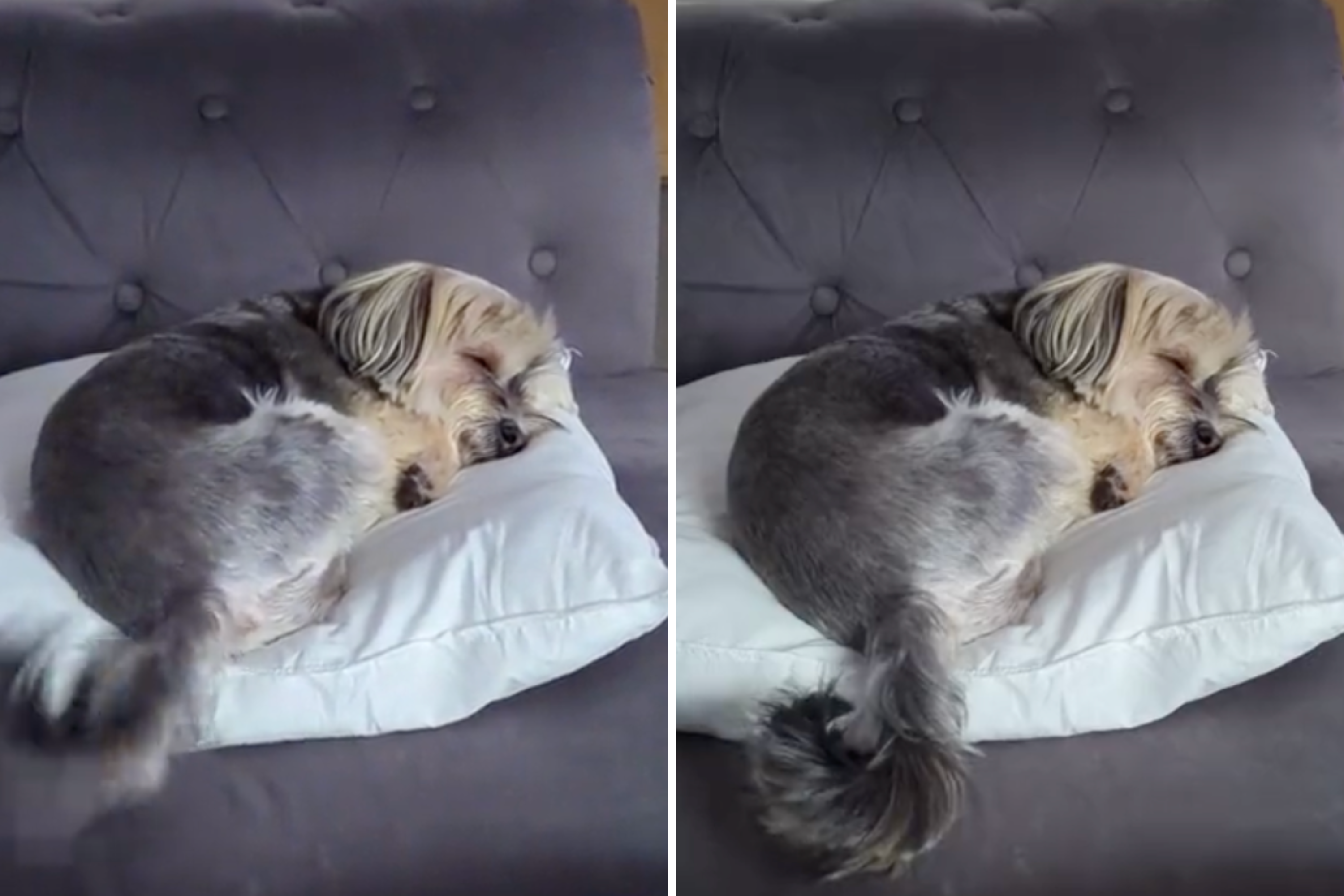 Internet Falls in Love With Sleeping Dog’s Happy Tail Wagging Dream: ‘So Heartwarming’