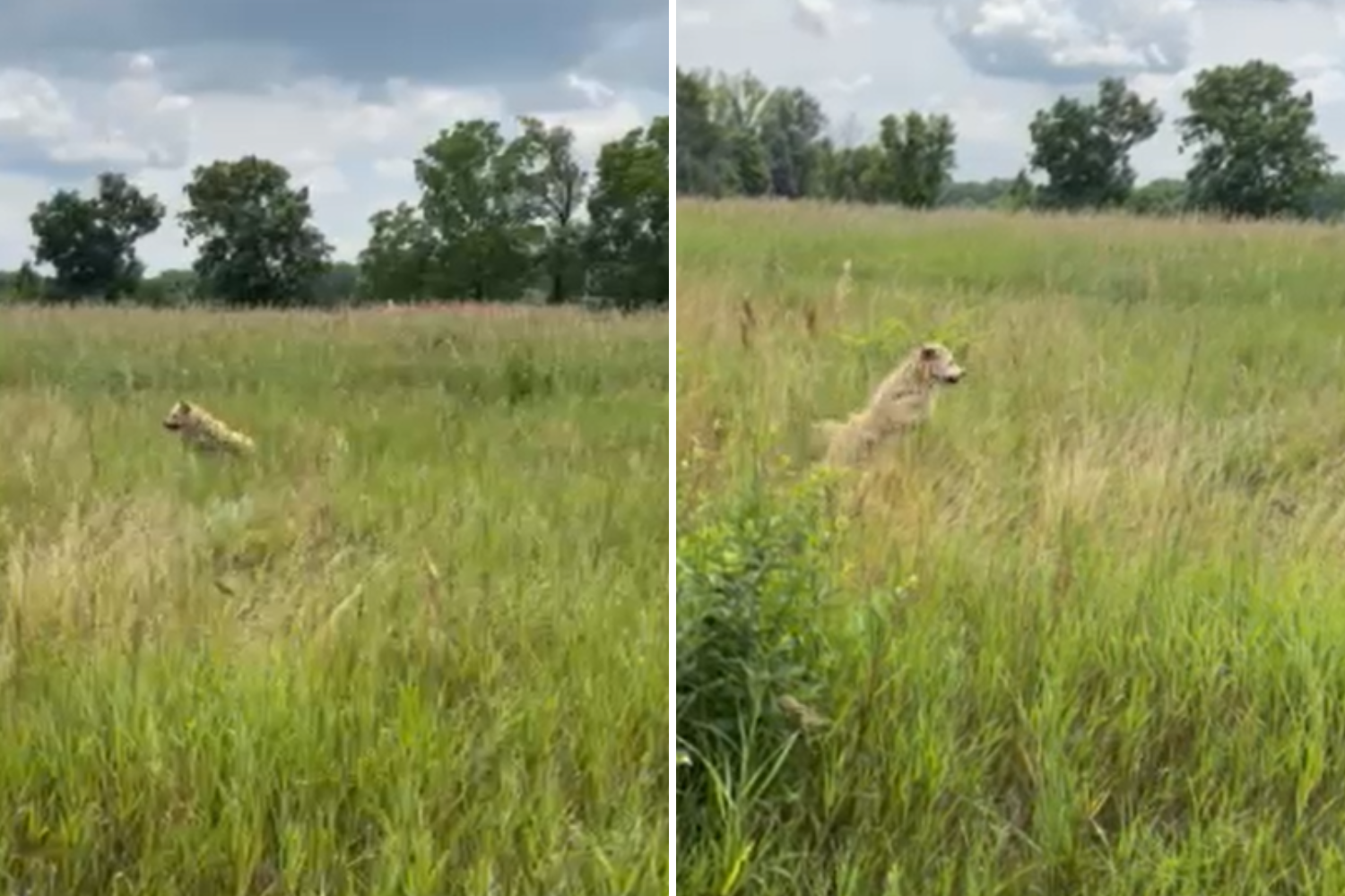 Meet the Terrier Who Does a Funny ‘Dance’ to Catch Rabbits: Pet of the Week