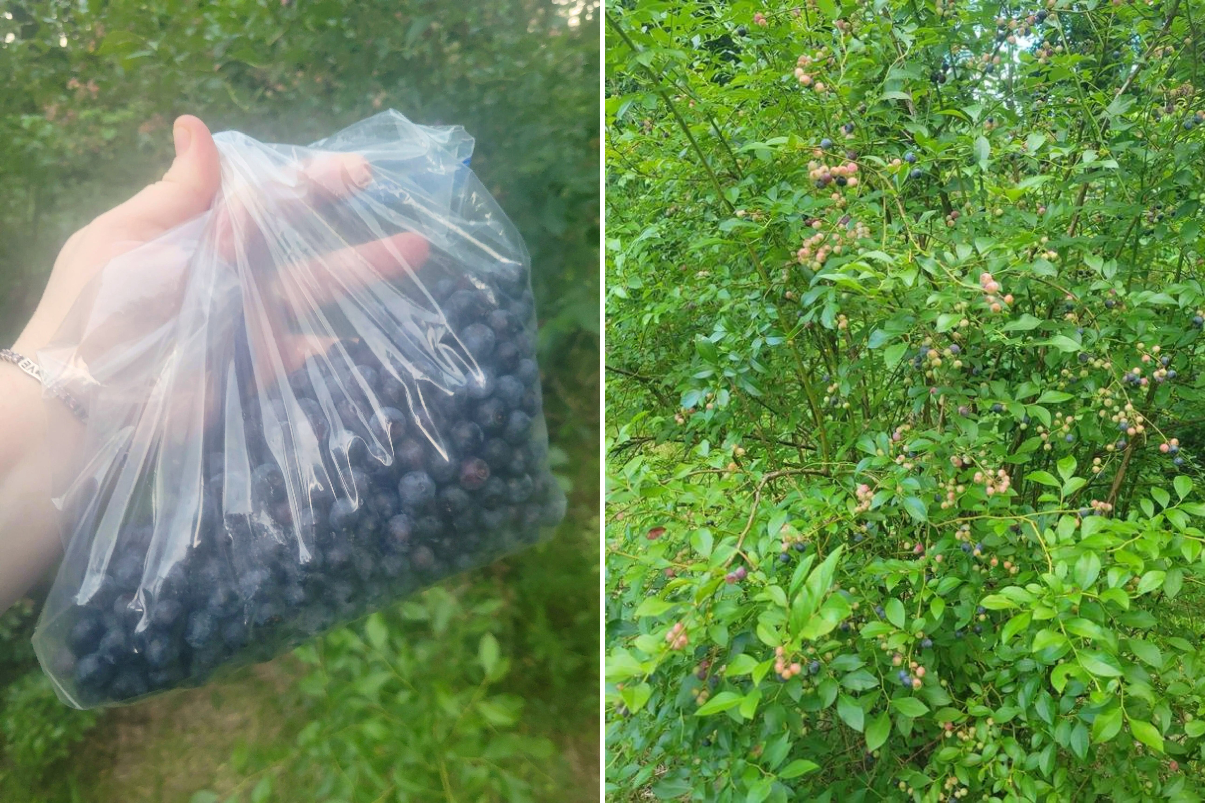 Man furious after neighbors come over uninvited and pick his blueberry bush clean