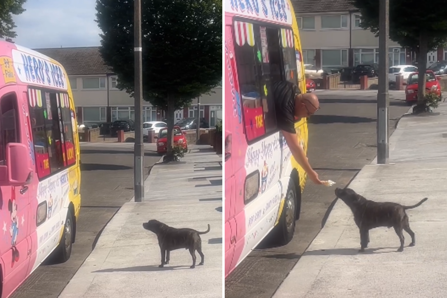 Dog runs for ice cream every time he hears van, patiently 