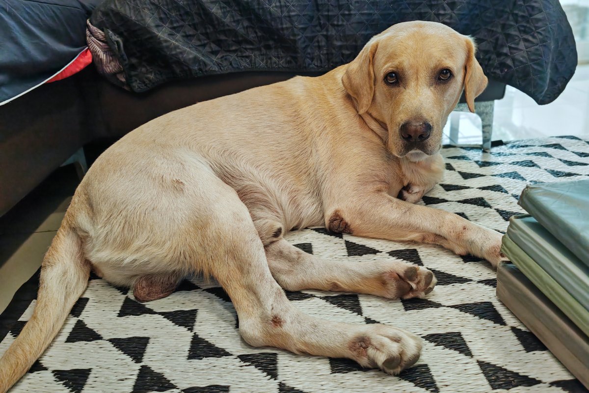 Labrador