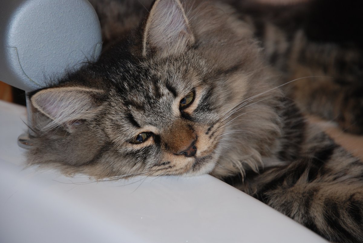 Siberian Cat’s Inexplicable ‘Rage’ After Bath Has Internet in Stitches Siberian Cat’s Inexplicable ‘Rage’ After Bath Has Internet in Stitches