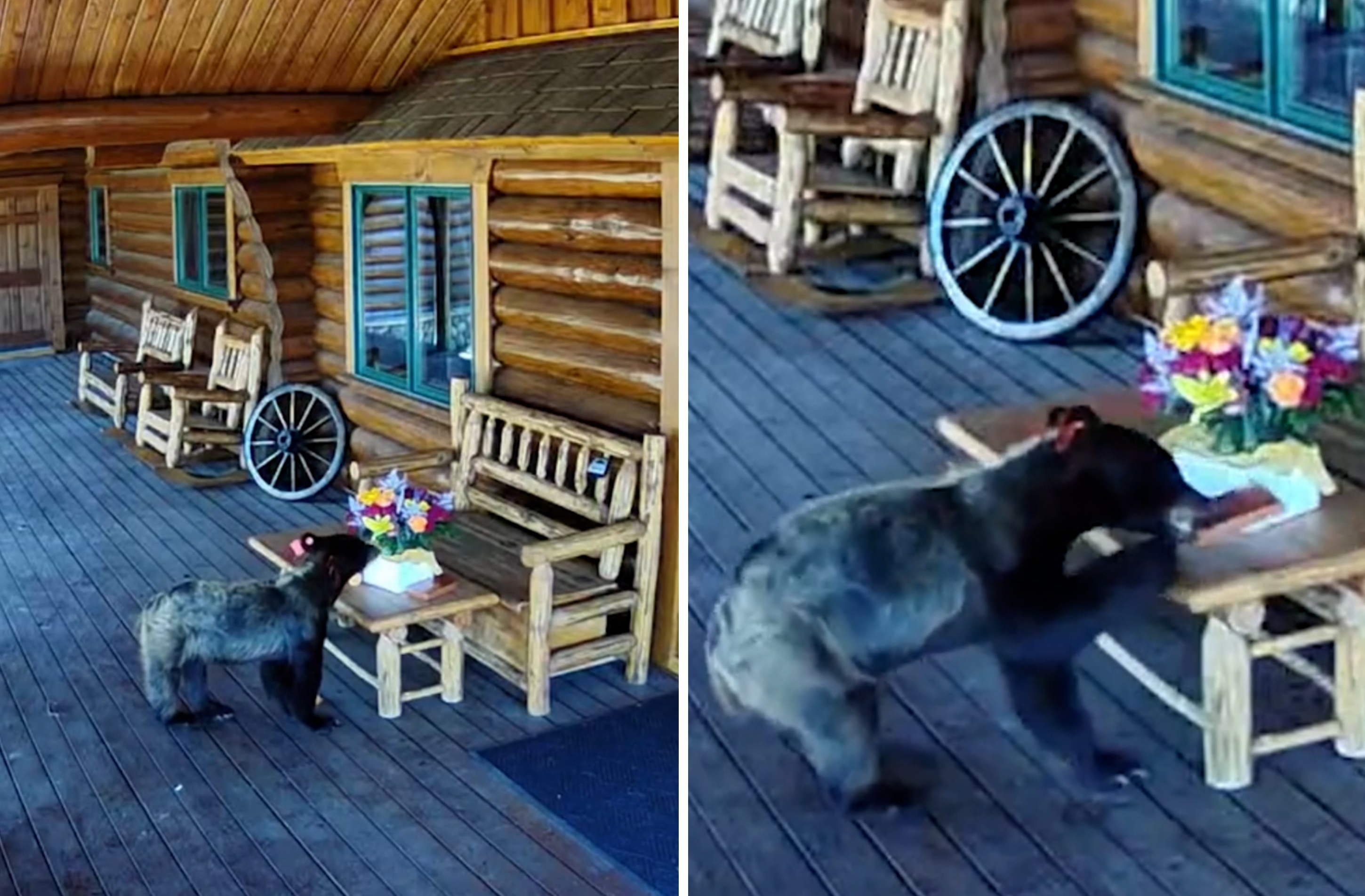 Woman Gets Flowers and Chocolates Delivered, But Bear Gets There First