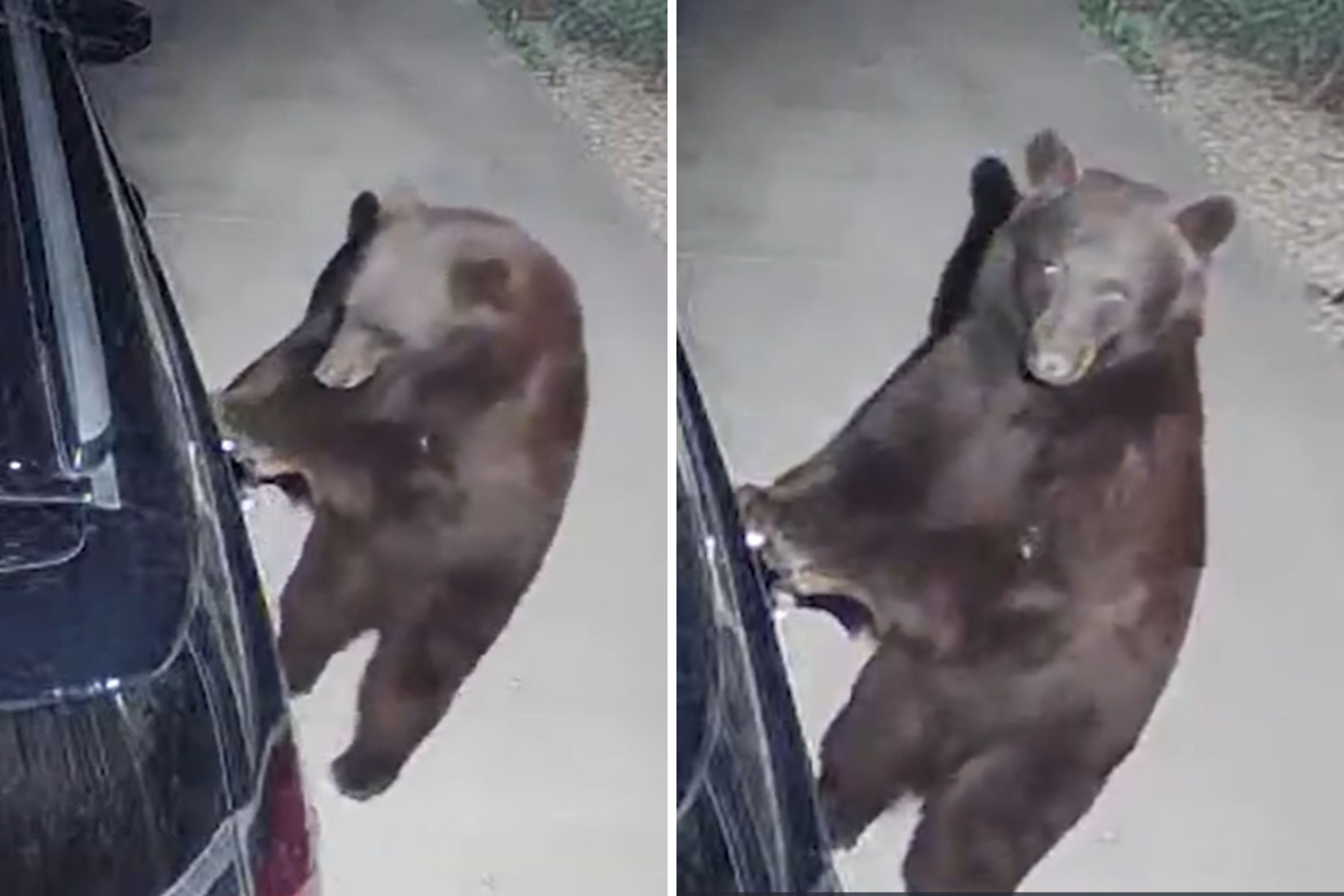 Bear Caught on Camera Trying to Break Into Car Through Door Handle