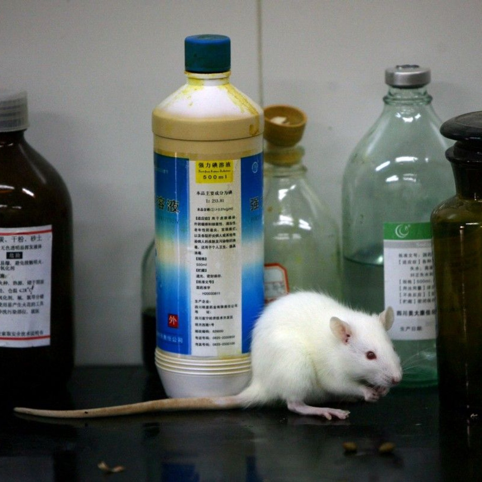 The Price of Killing Off Animal Testing
