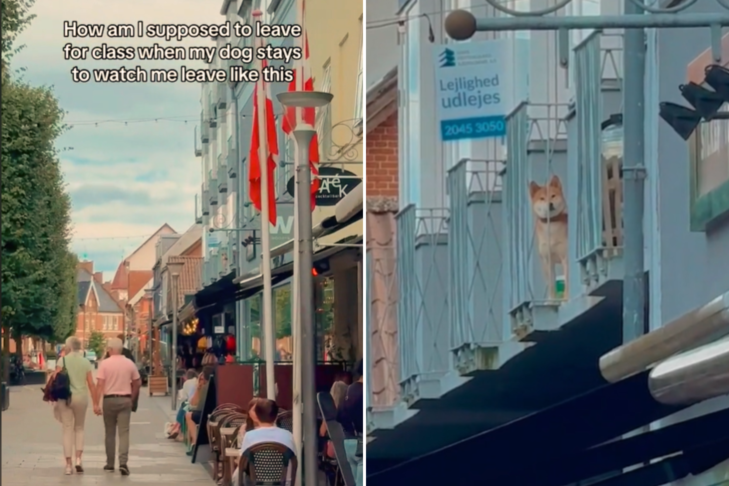 Owner Destroyed After Discovering What Dog Does When She Leaves Home