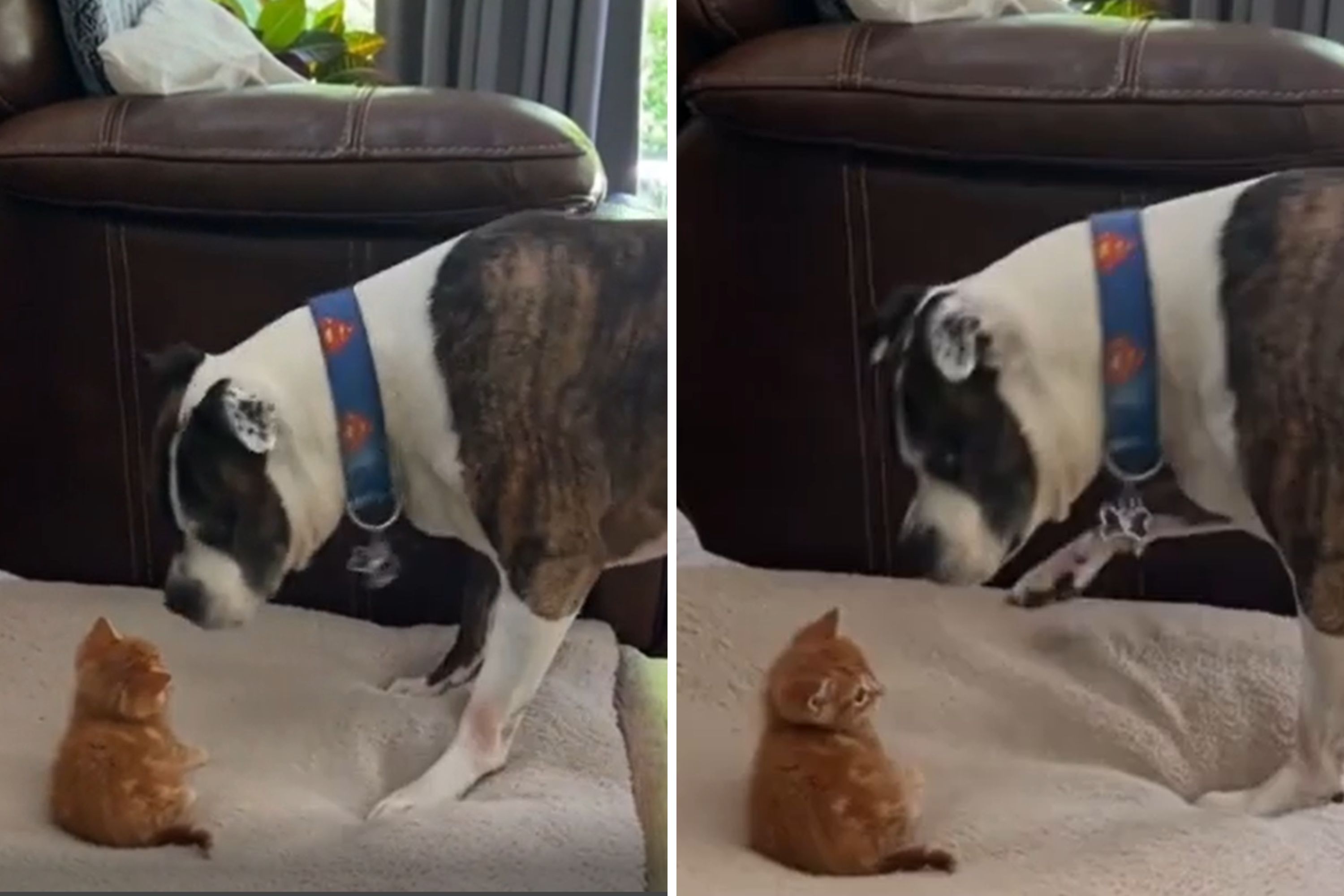 Stray Kitten Steals Dog s Bed After Rescue Makes Clear Who s Boss Now Newsweek