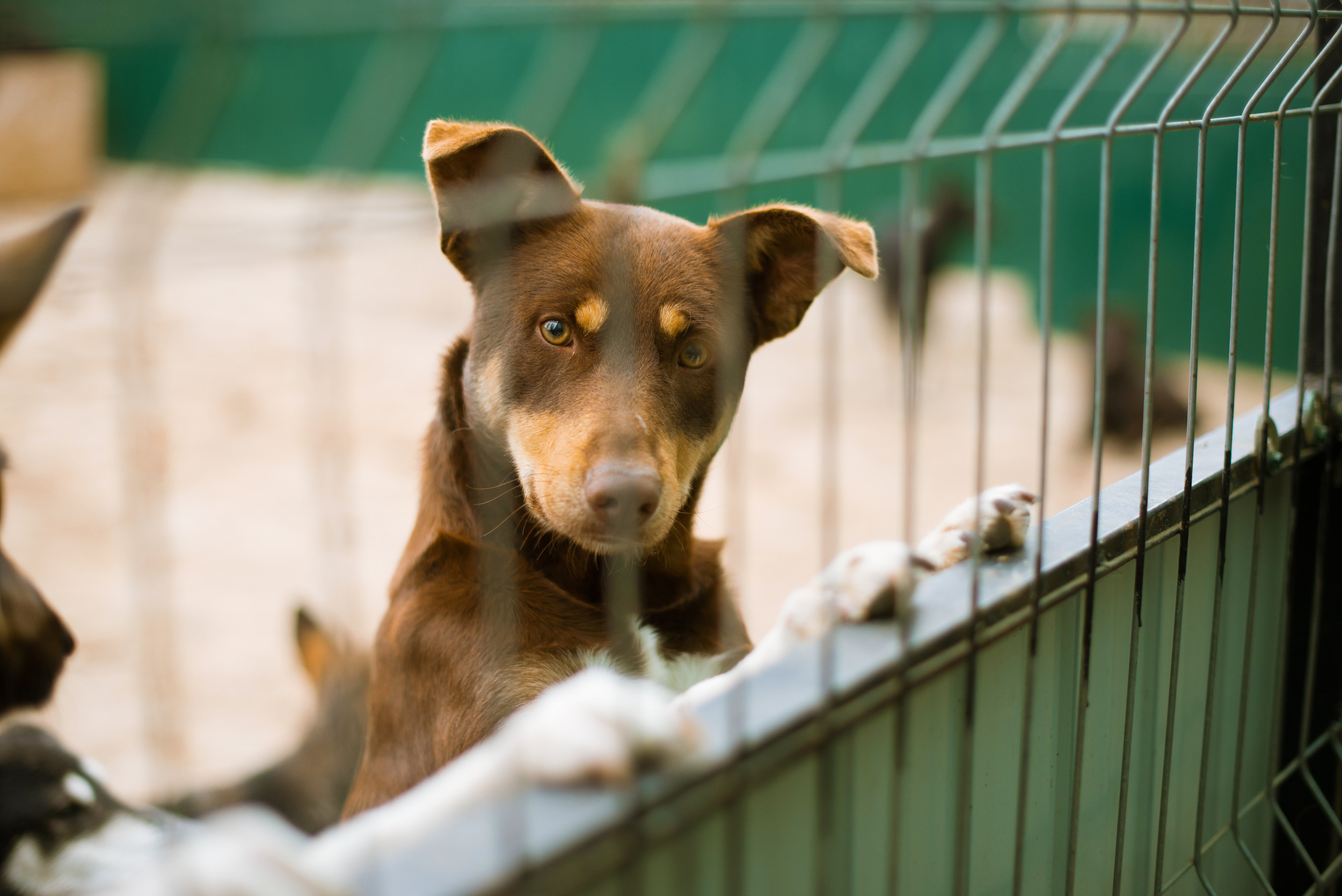 Multiple Dogs Fall Ill and Die After Stay at Pet Boarding Facility