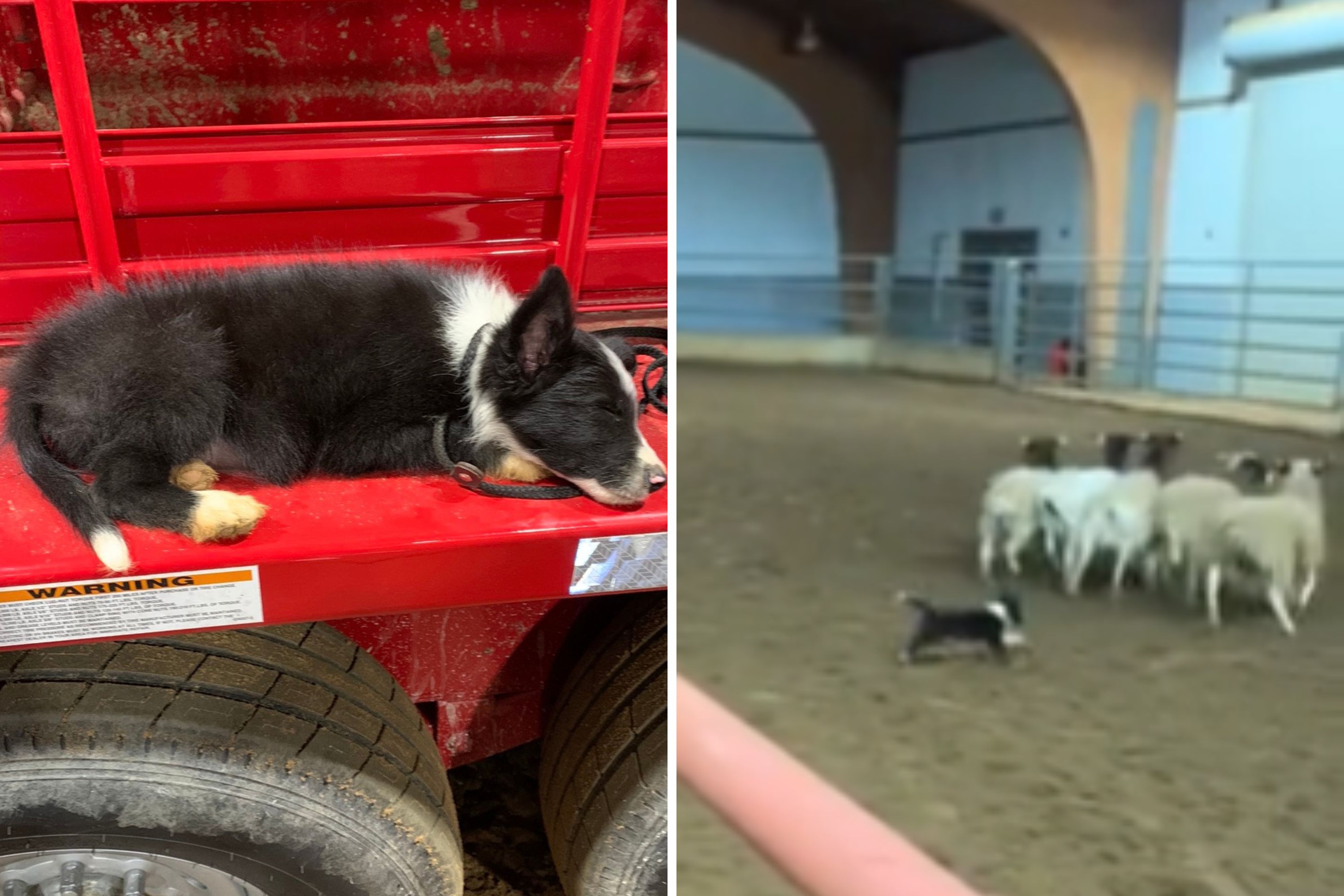 Internet Can’t Get Enough of Nine-Week-Old Border Collie Herding Sheep Like a Pro