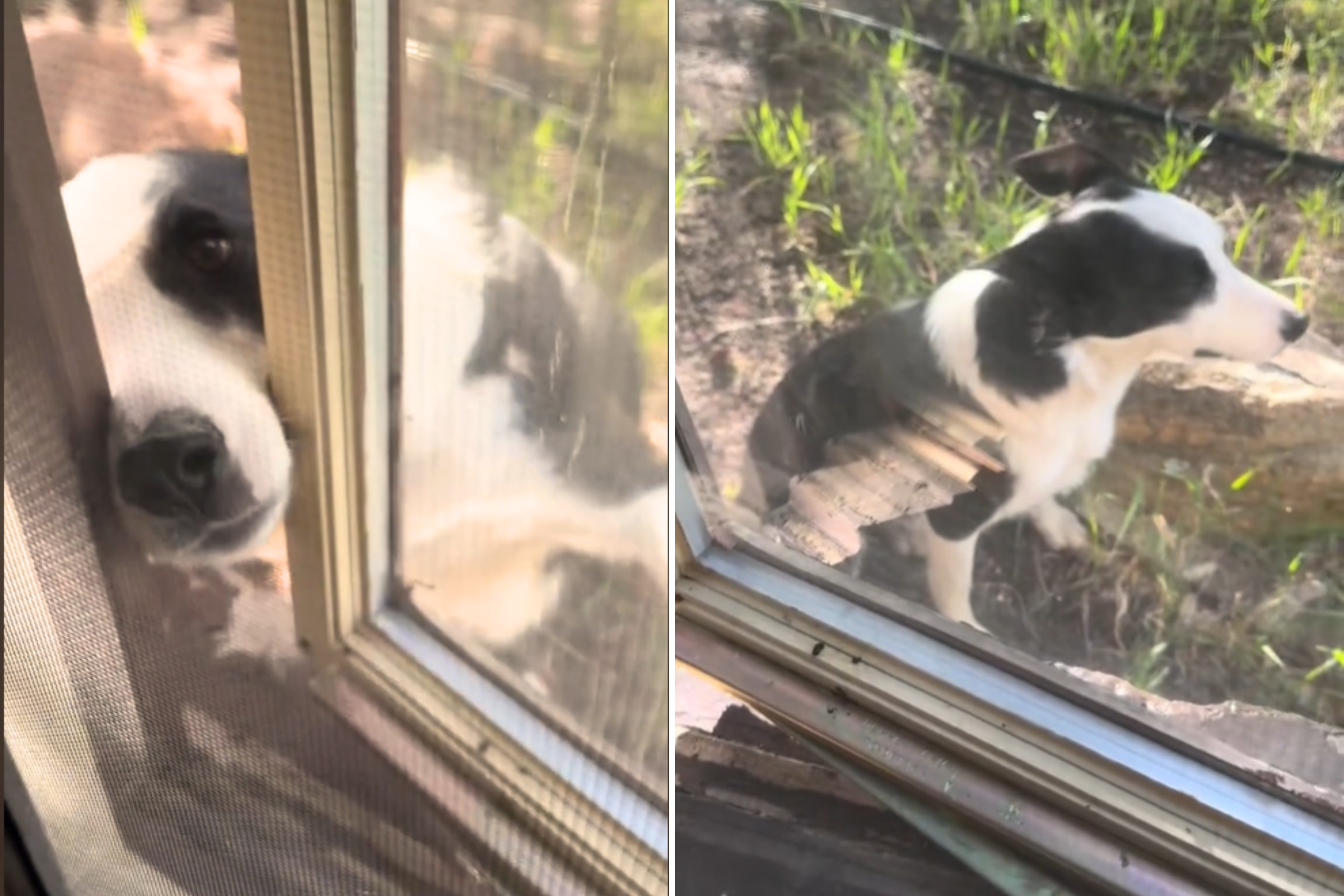 Unique Alarm Clock: Woman’s Furry Friend ‘Toby’ Wakes Her Up to Play