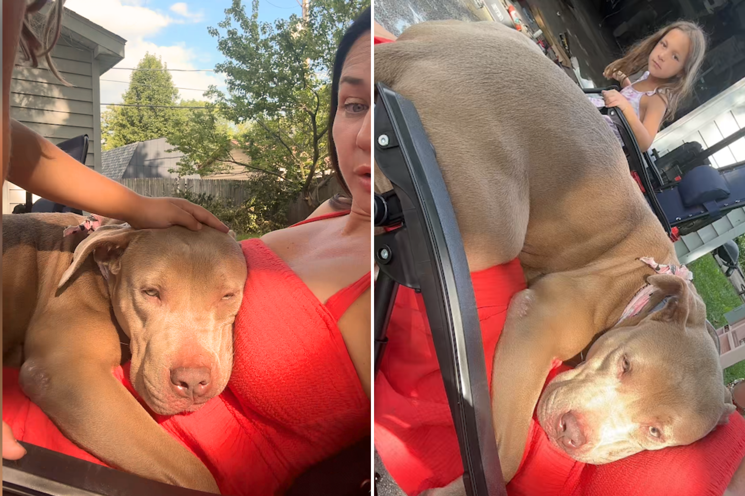 A Heartwarming Tale: Single Mom Bonds Instantly with Dog Rescued With Rope Around Neck