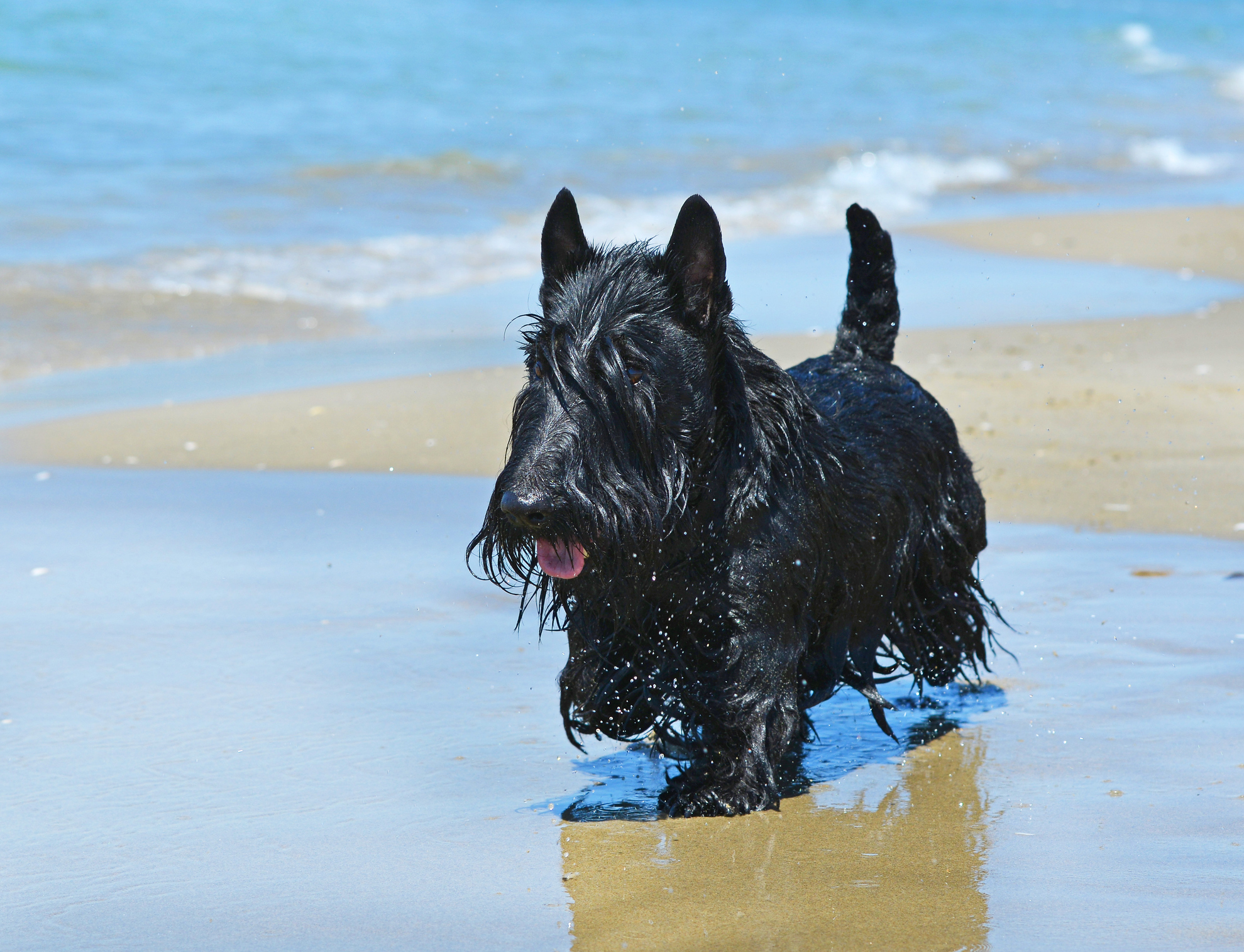 Do schnauzers like fashion water