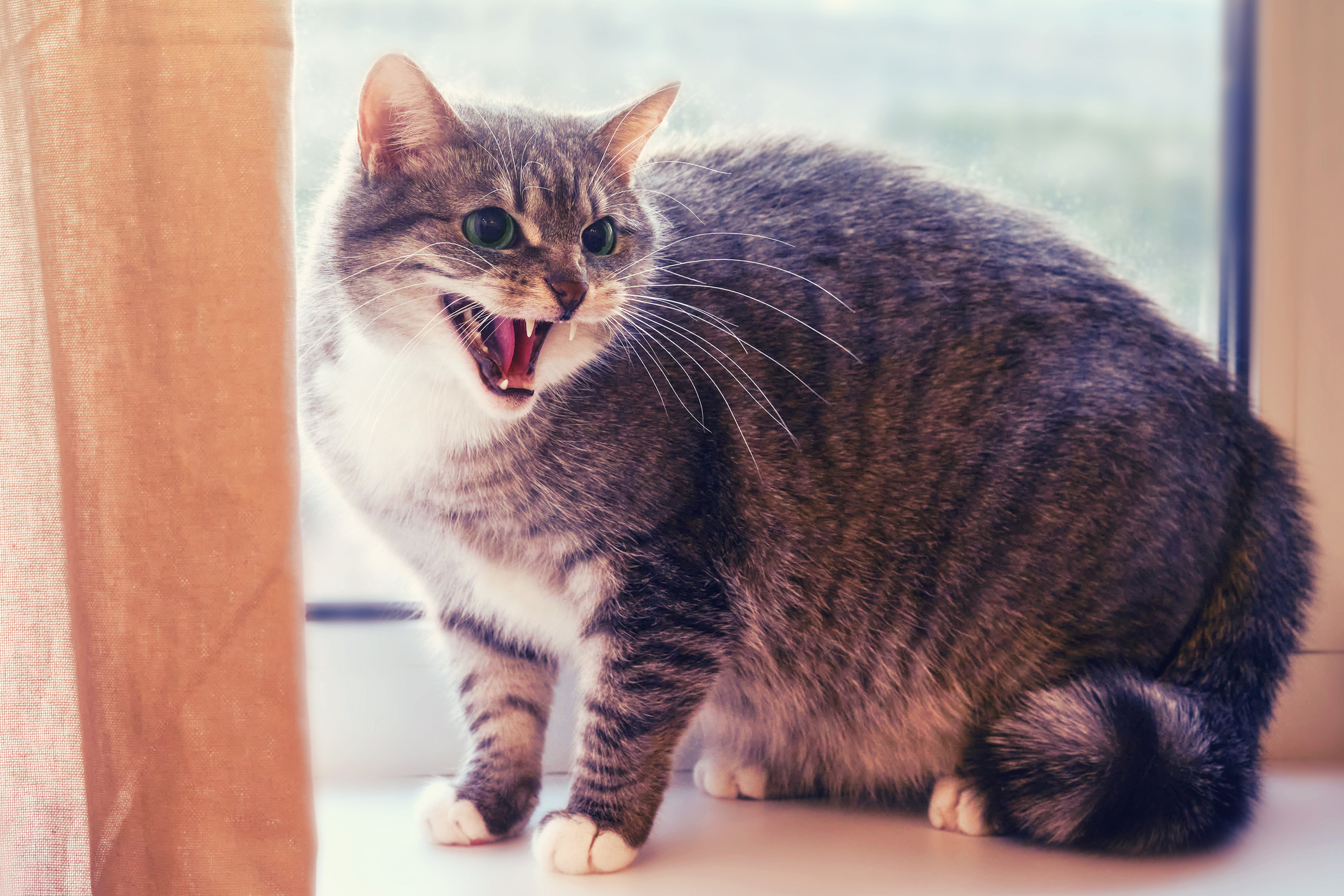 Man Reveals Harrowing Reality of Owning an Angry Cat: 'Needs an ...