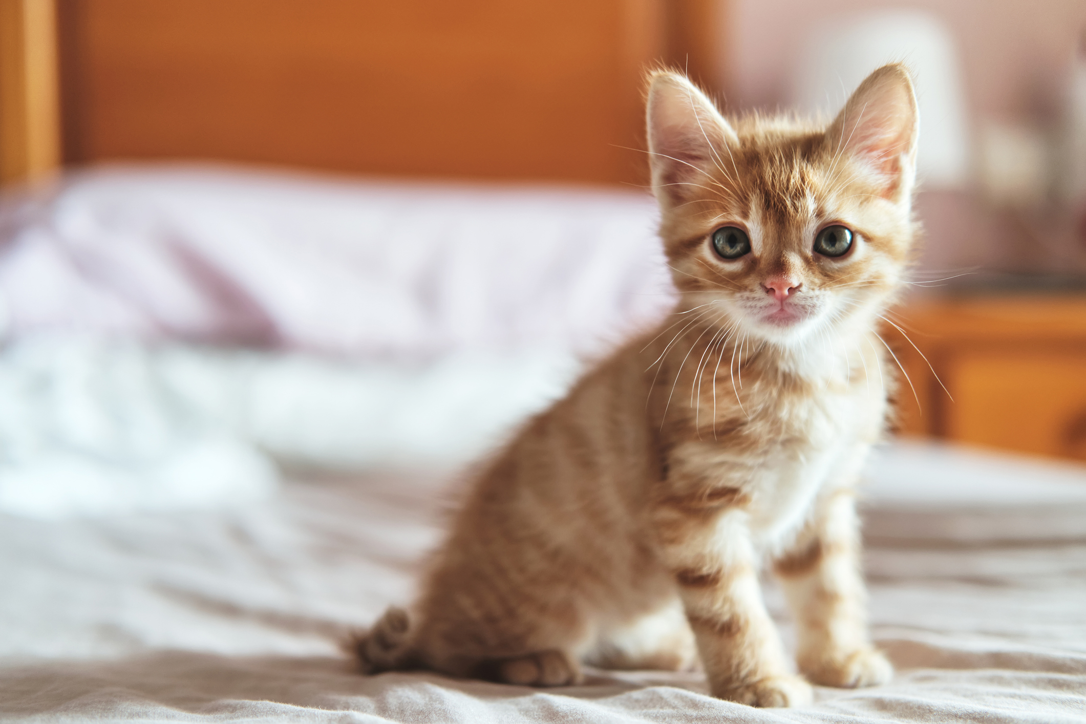 Woman rescues kitten