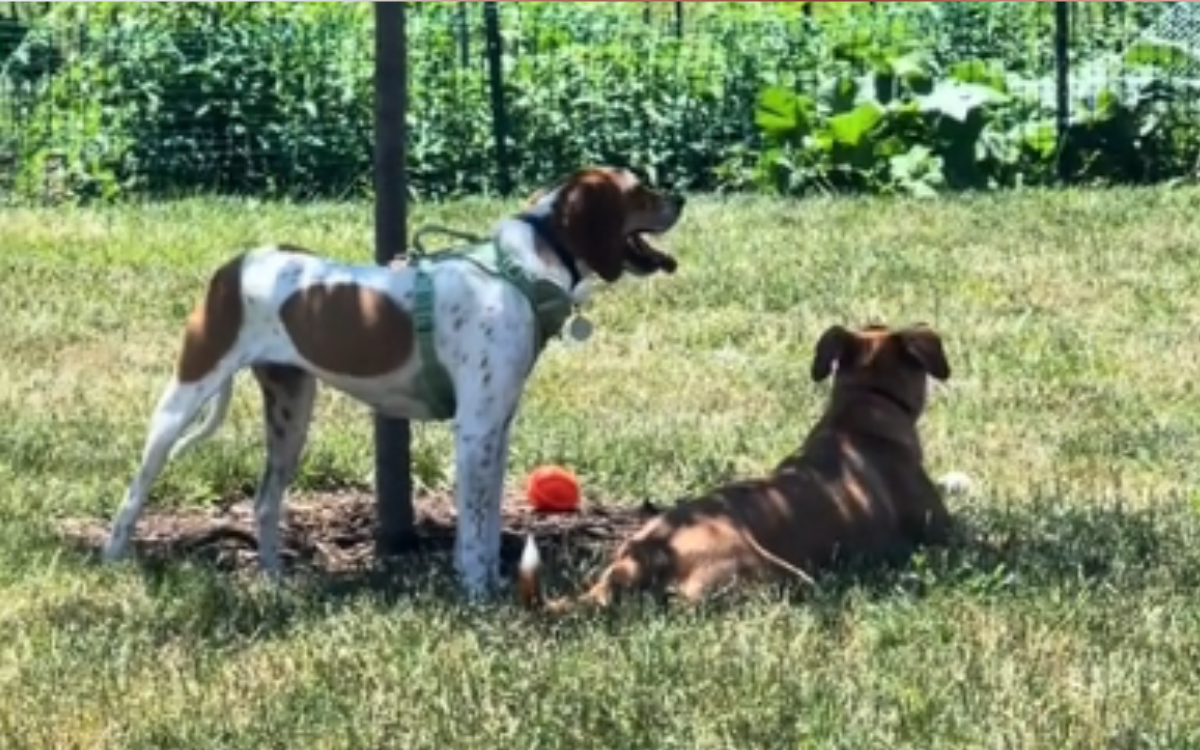 Rescue Dog Ecstatic as He Reconnects with Shelter Pal Living Next Door