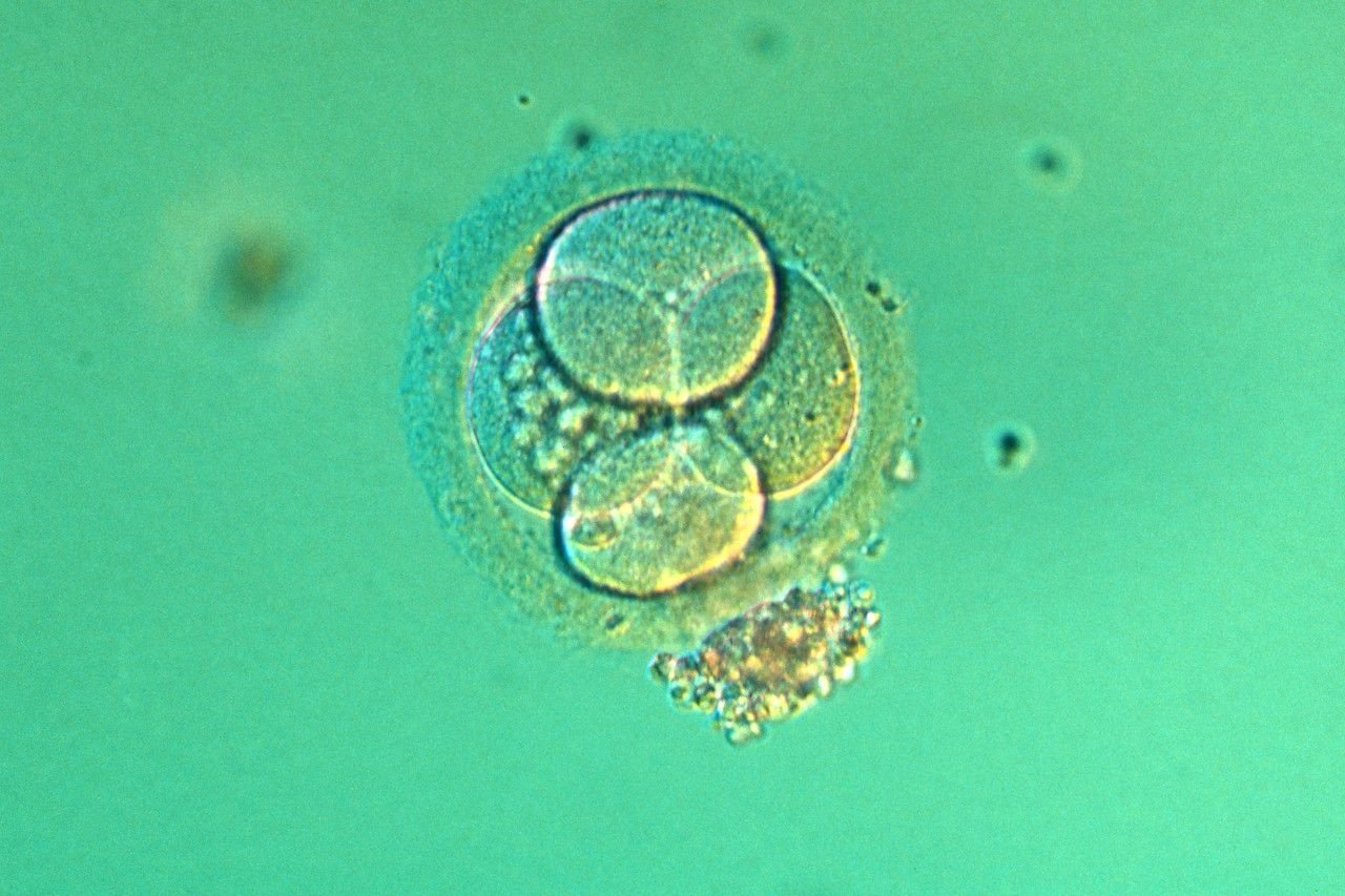 3.14_NW0211_Embryo4