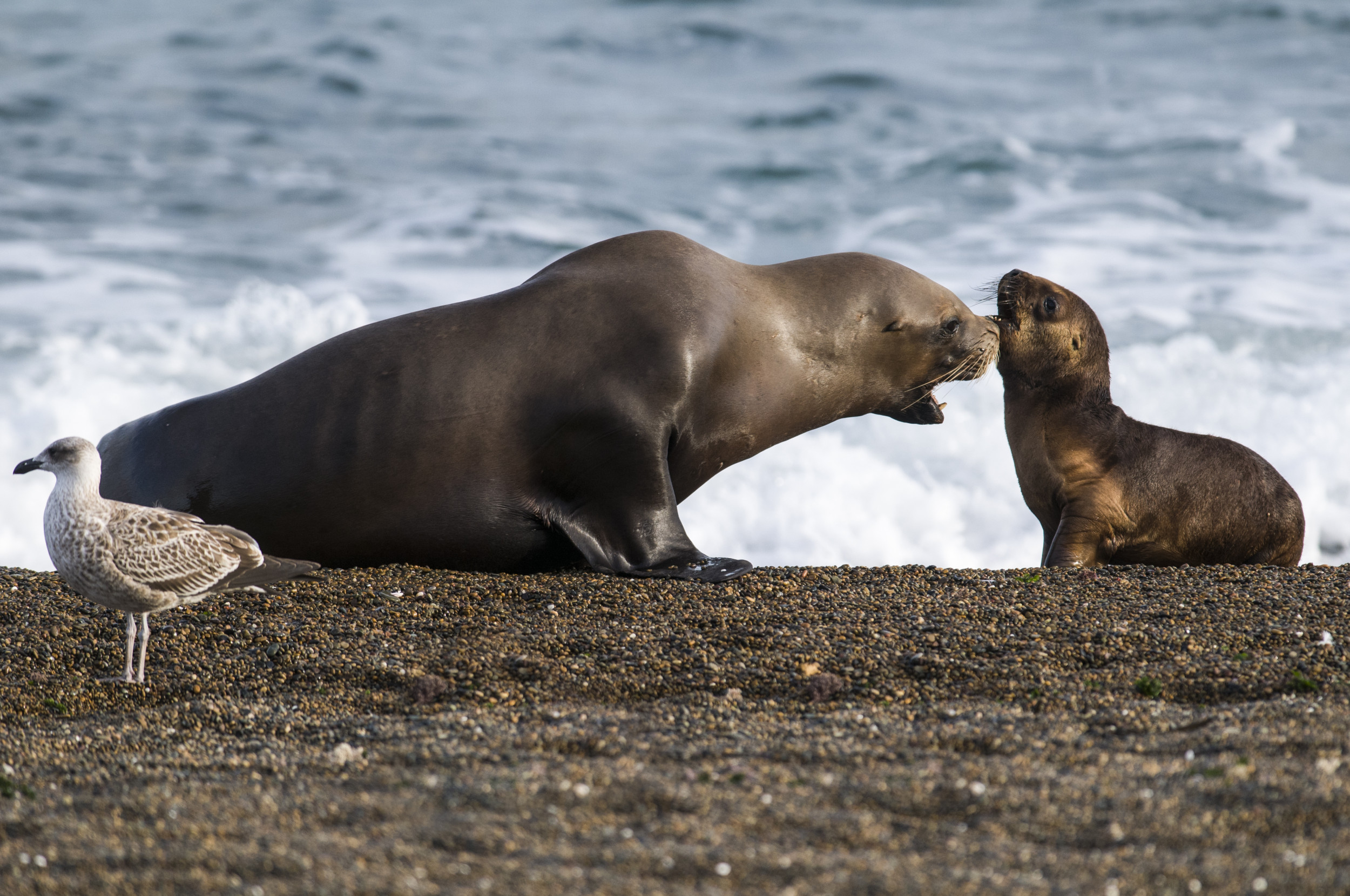 Tears at Footage of Mama Seal's Sweet Gesture to Her Pup: 'I Could Cry ...