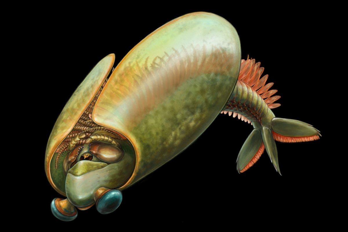 Artist's reconstruction of the arthropod Odaraia alata