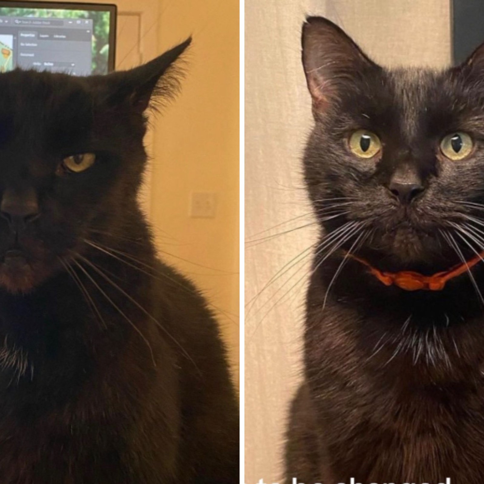Cat People Transformation Game Of Thrones: Why It Made Sense To Change