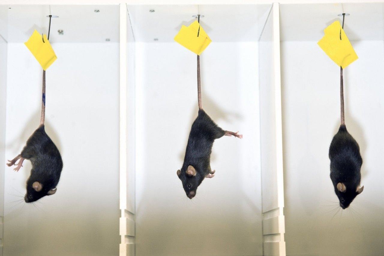 Breakthroughs Might Mean the End of Animal Testing