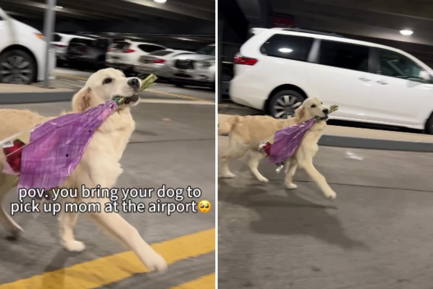 Woman Arrives at Airport&mdash;Golden Retriever Is There To Meet Her With Flowers
