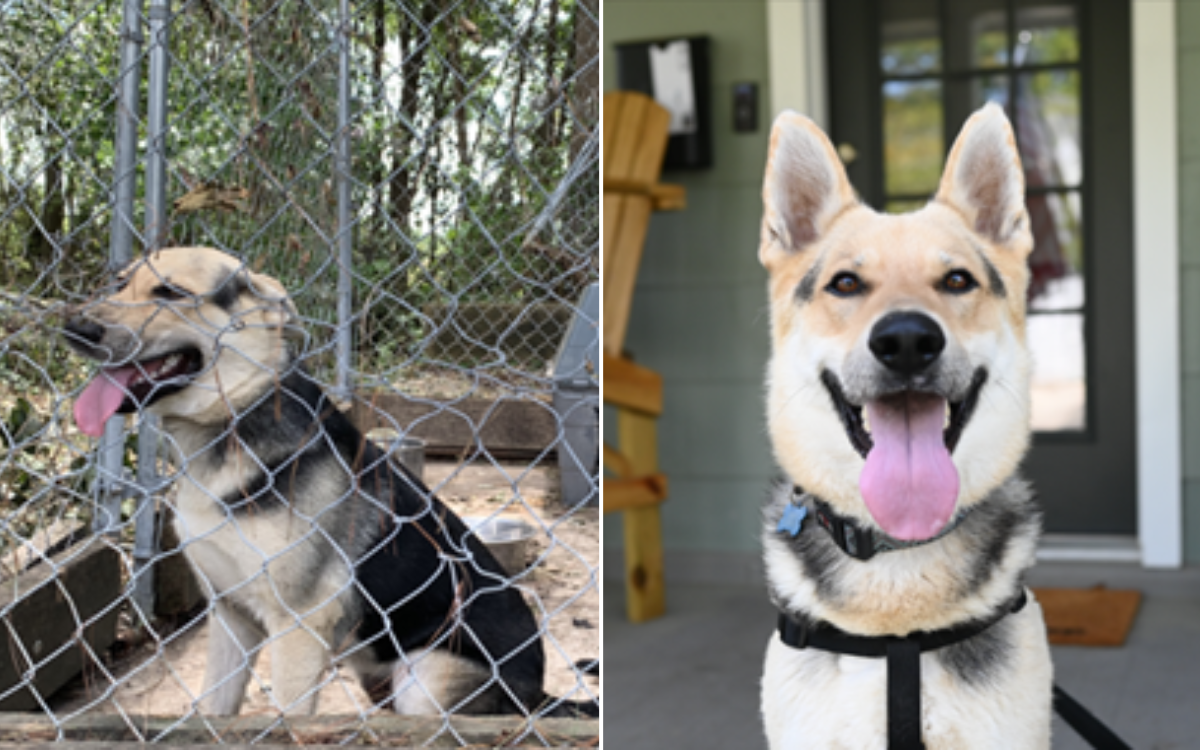 Touching Story of a Dog Transitioning from Confinement to a Loving Family