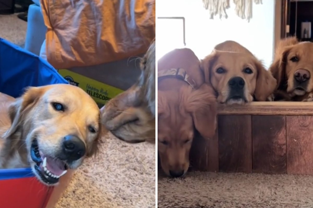 Puppies