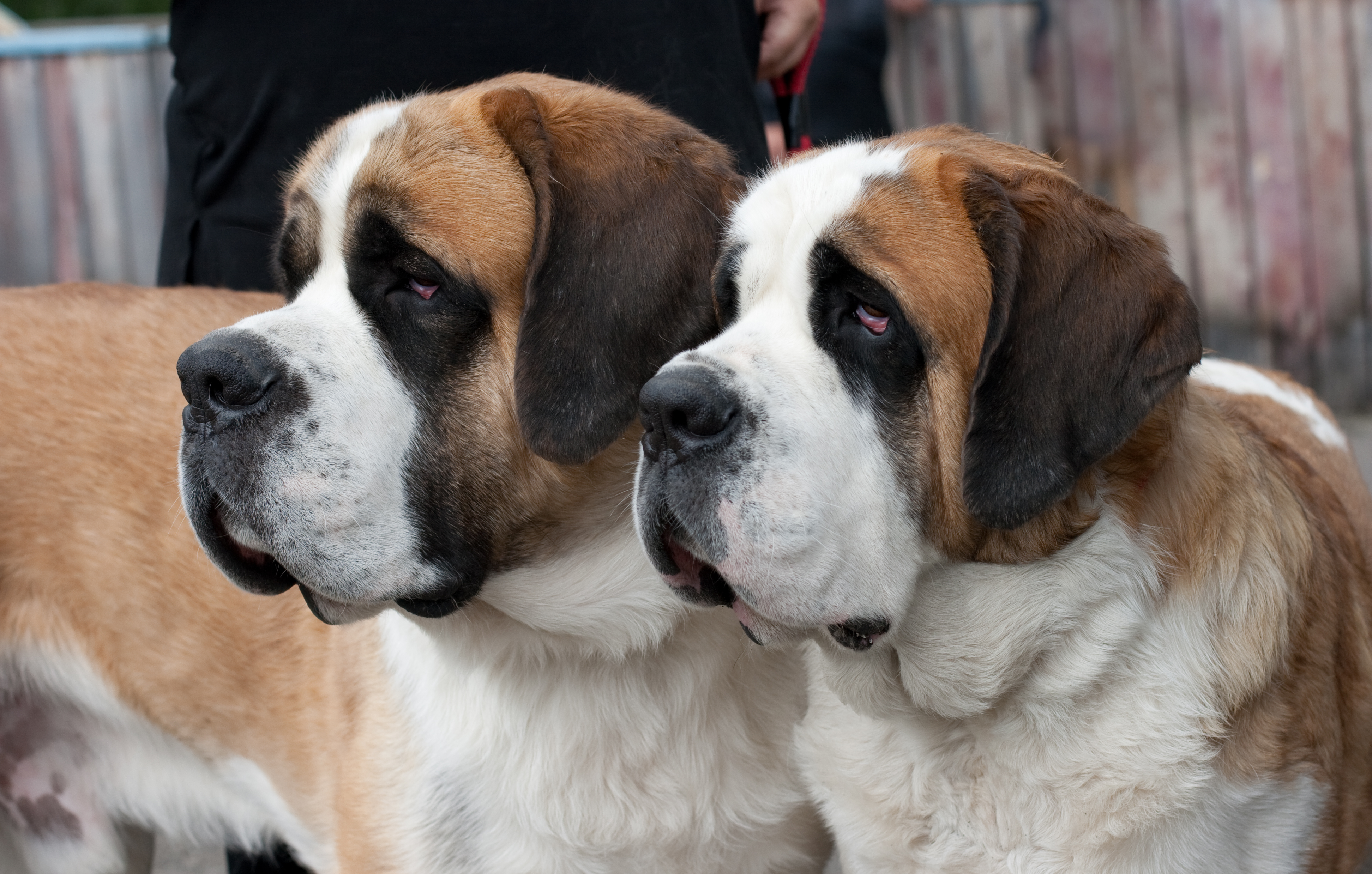 A Saint Bernard Owner’s Cheese Picnic Sparks Hilarious Chaos Among Dogs