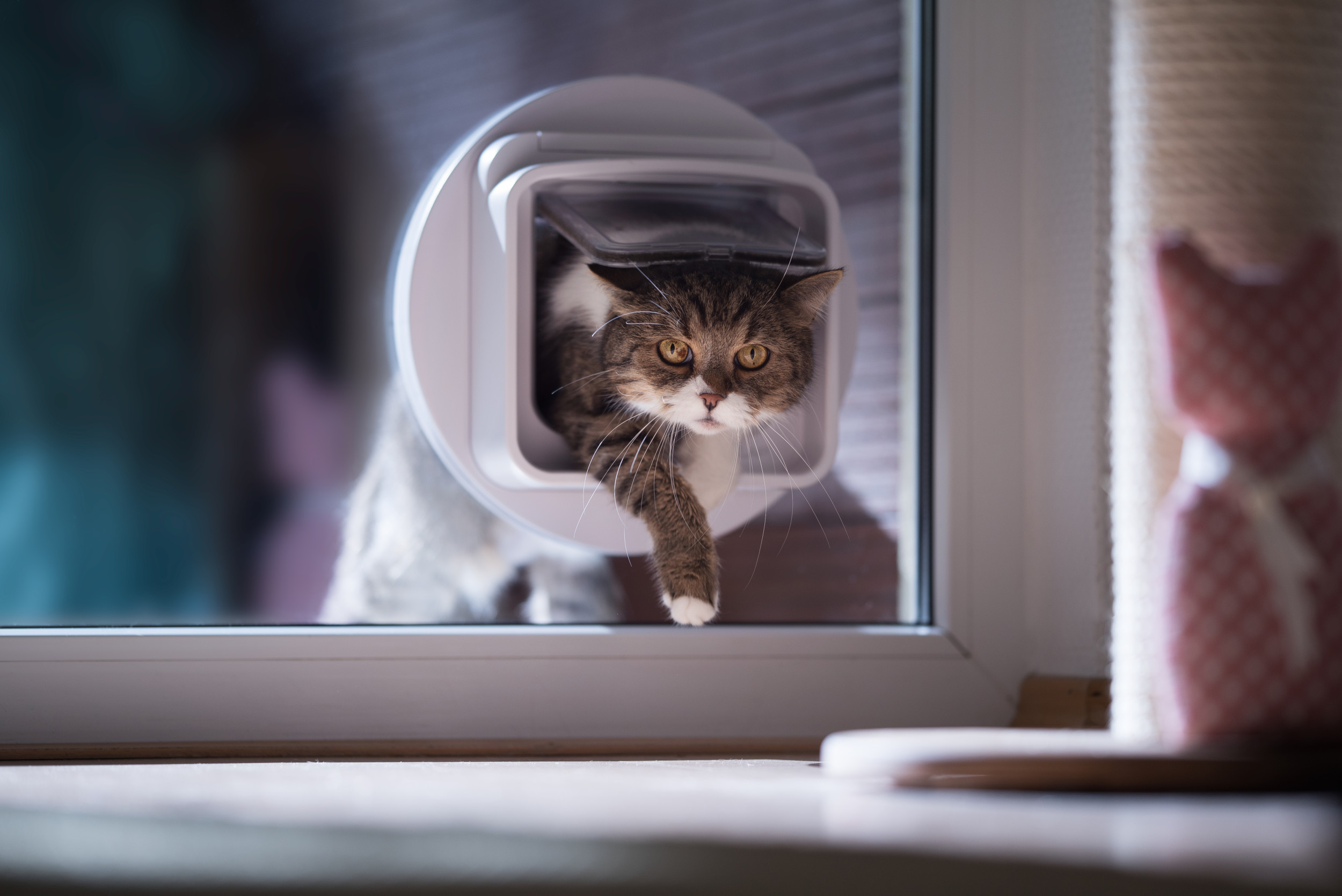 野良猫が女性の家に引っ越してきたが、女性の猫は不機嫌