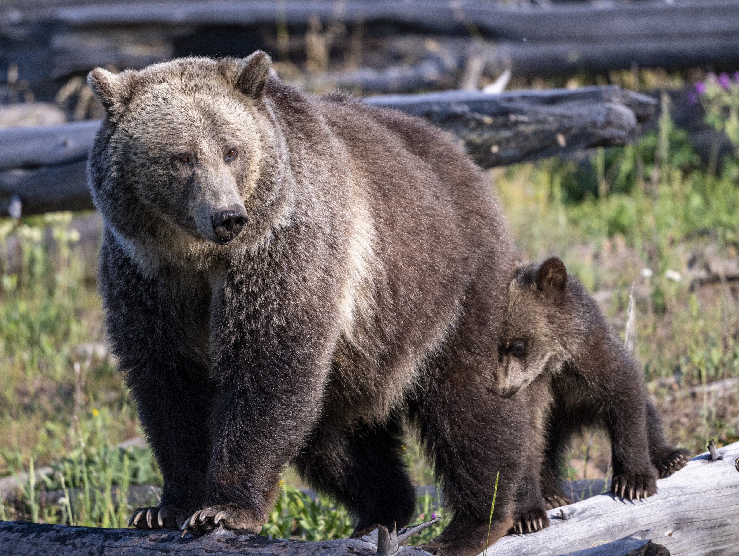 Man Punches Mama Bear In Face To Escape Grizzly Attack - Newsweek