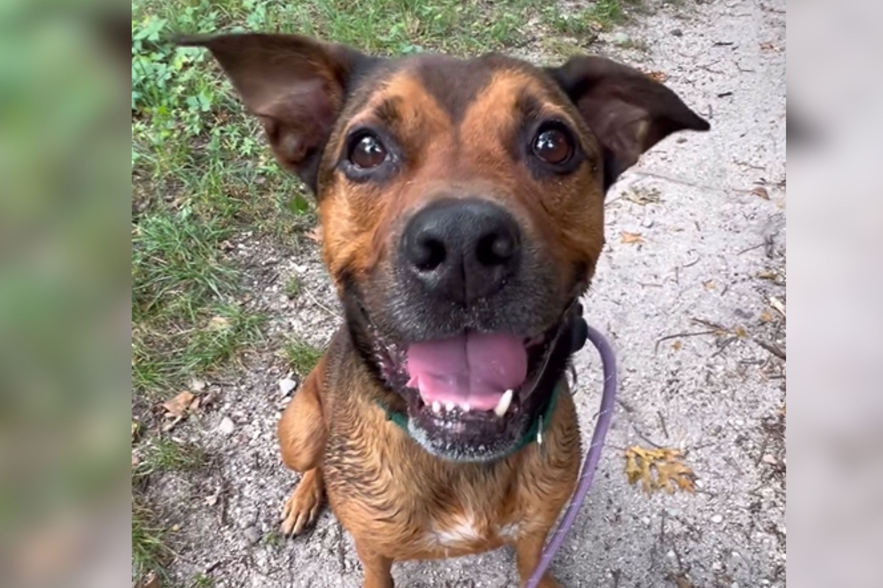 Two-Time Shelter Dog, Sid, Remains Hopeful After 1,244 Days Despite Adversities