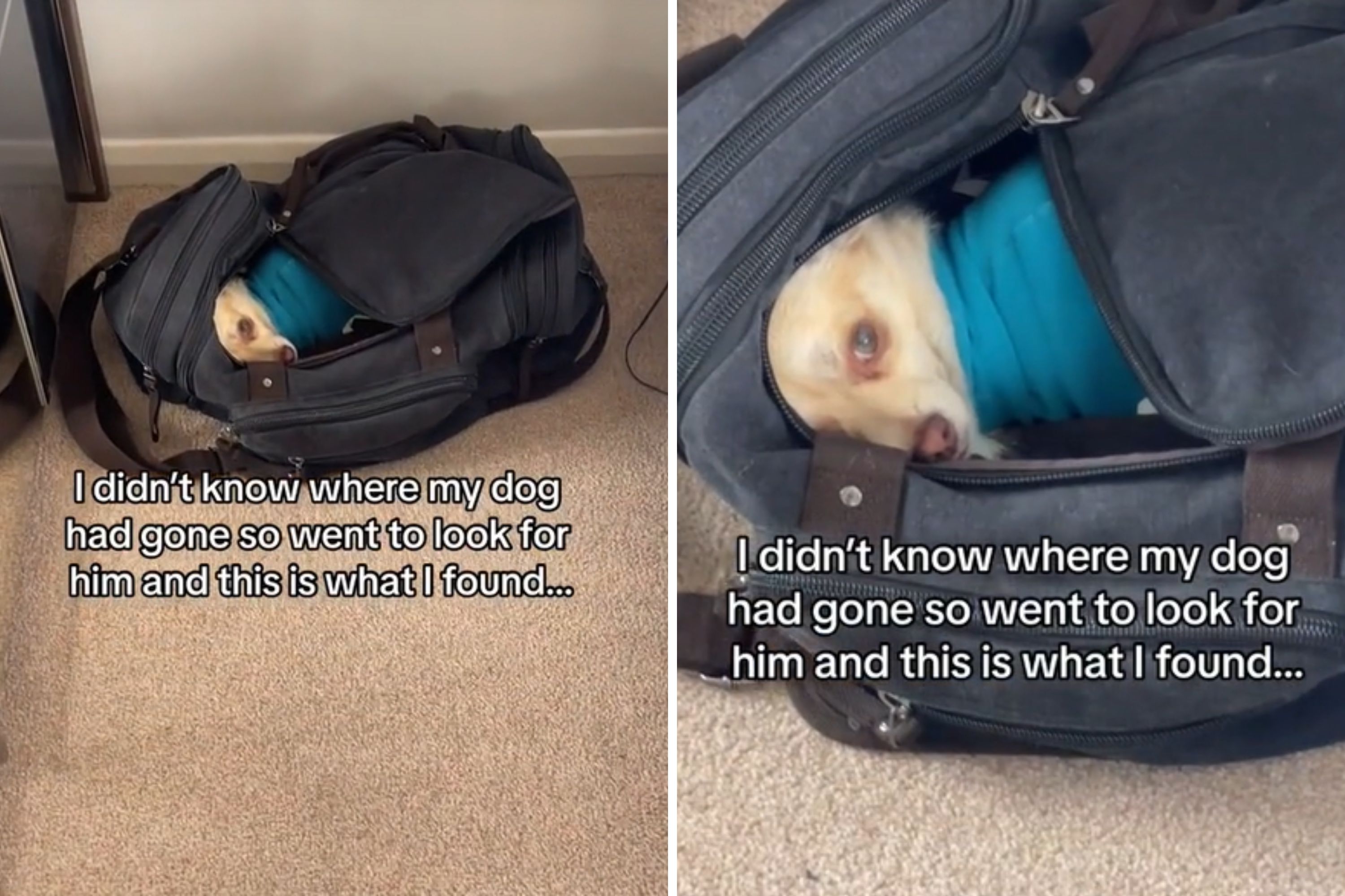 A Dog’s Unconventional Hideout Leaves Owner in Stitches