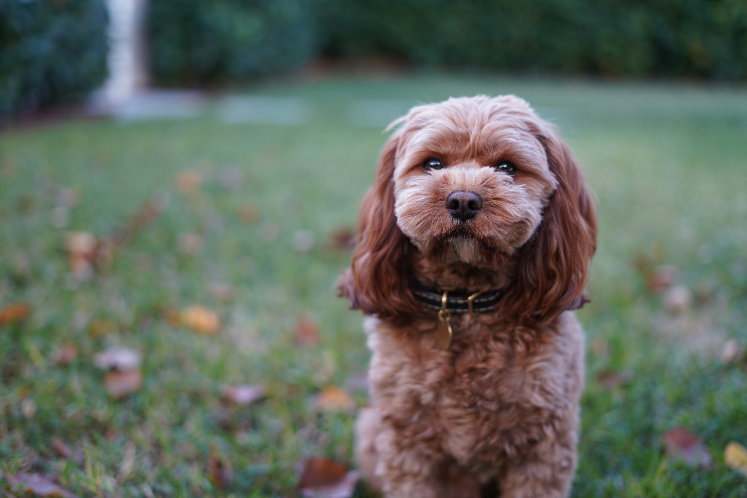 Dog Has the Most Adorable Reaction When She Hears Her Owner’s Boyfriend Arrive