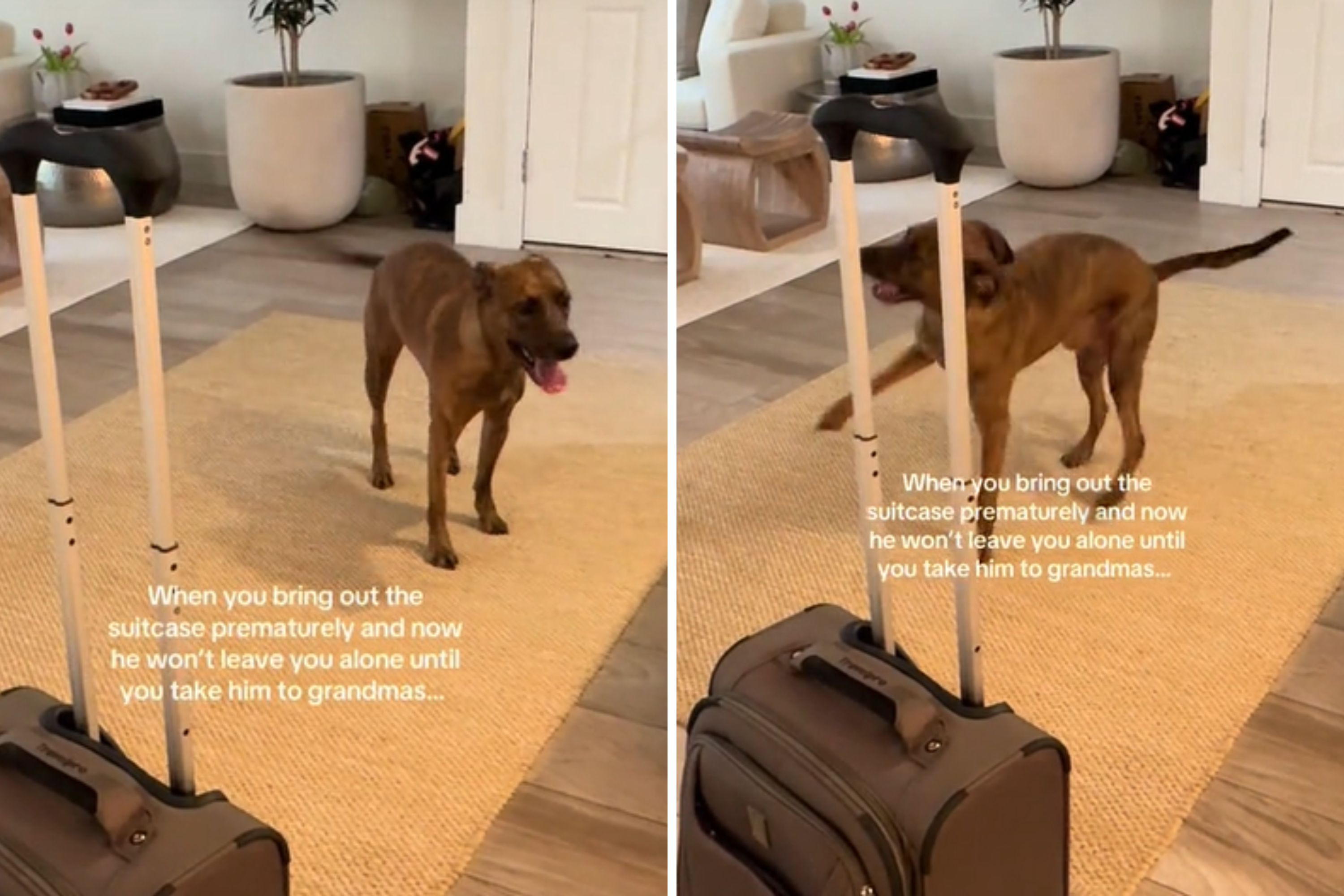 Dog Gets Excited for Grandma’s House as Owner Preps Suitcase