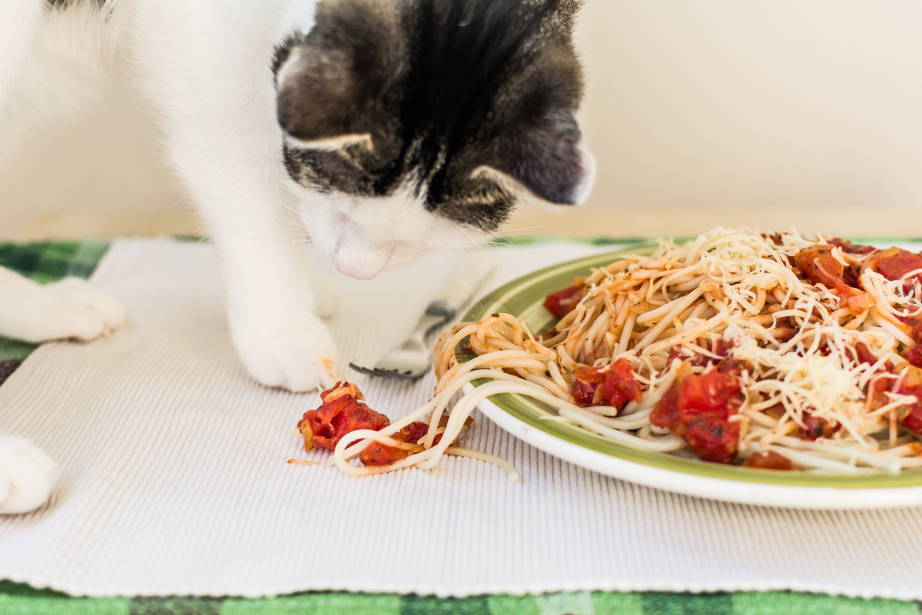 Kitten’s Adorable “Punishment” for Playing with Pasta