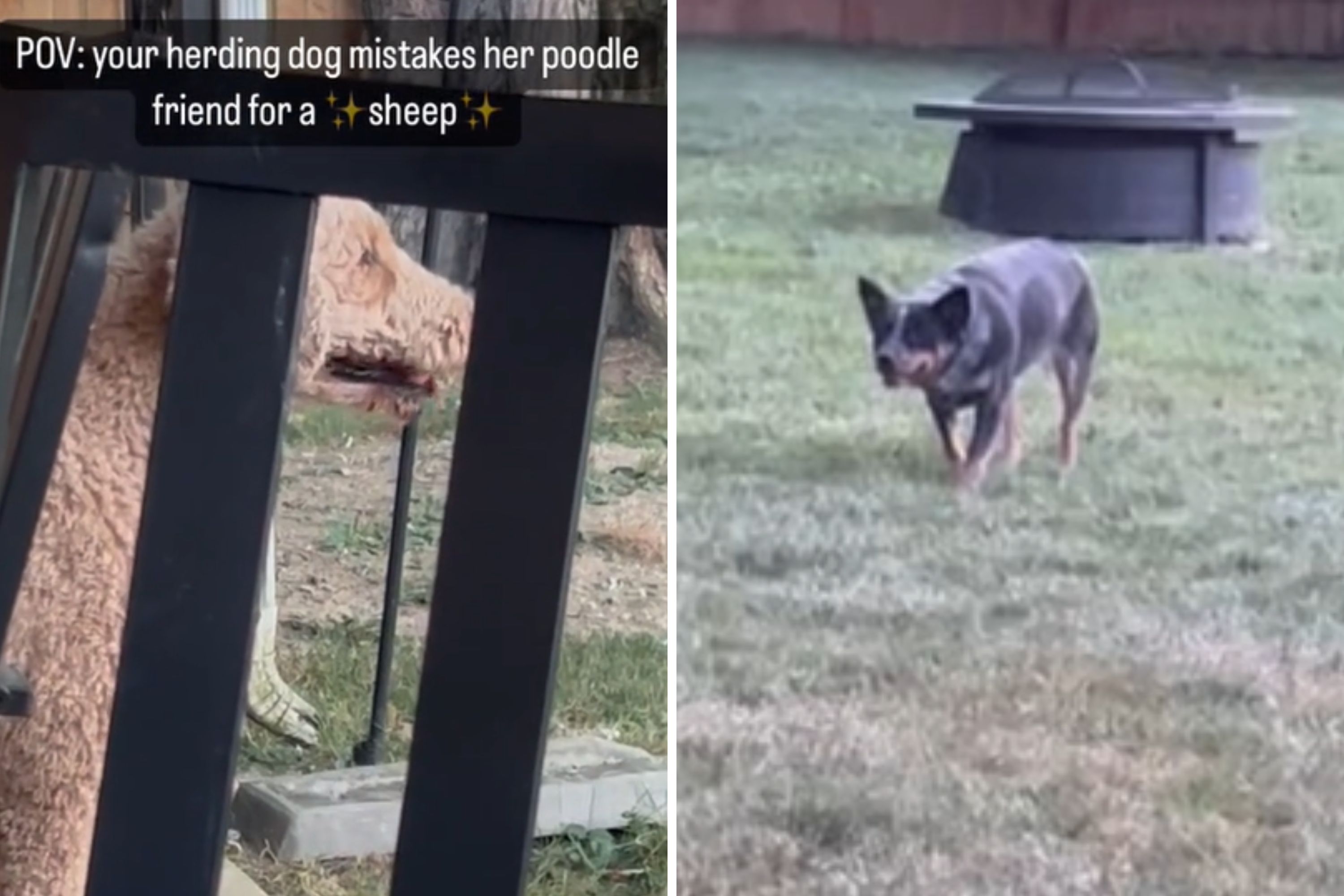 Herding dog mistakes poodle for a sheep, instincts immediately kick in