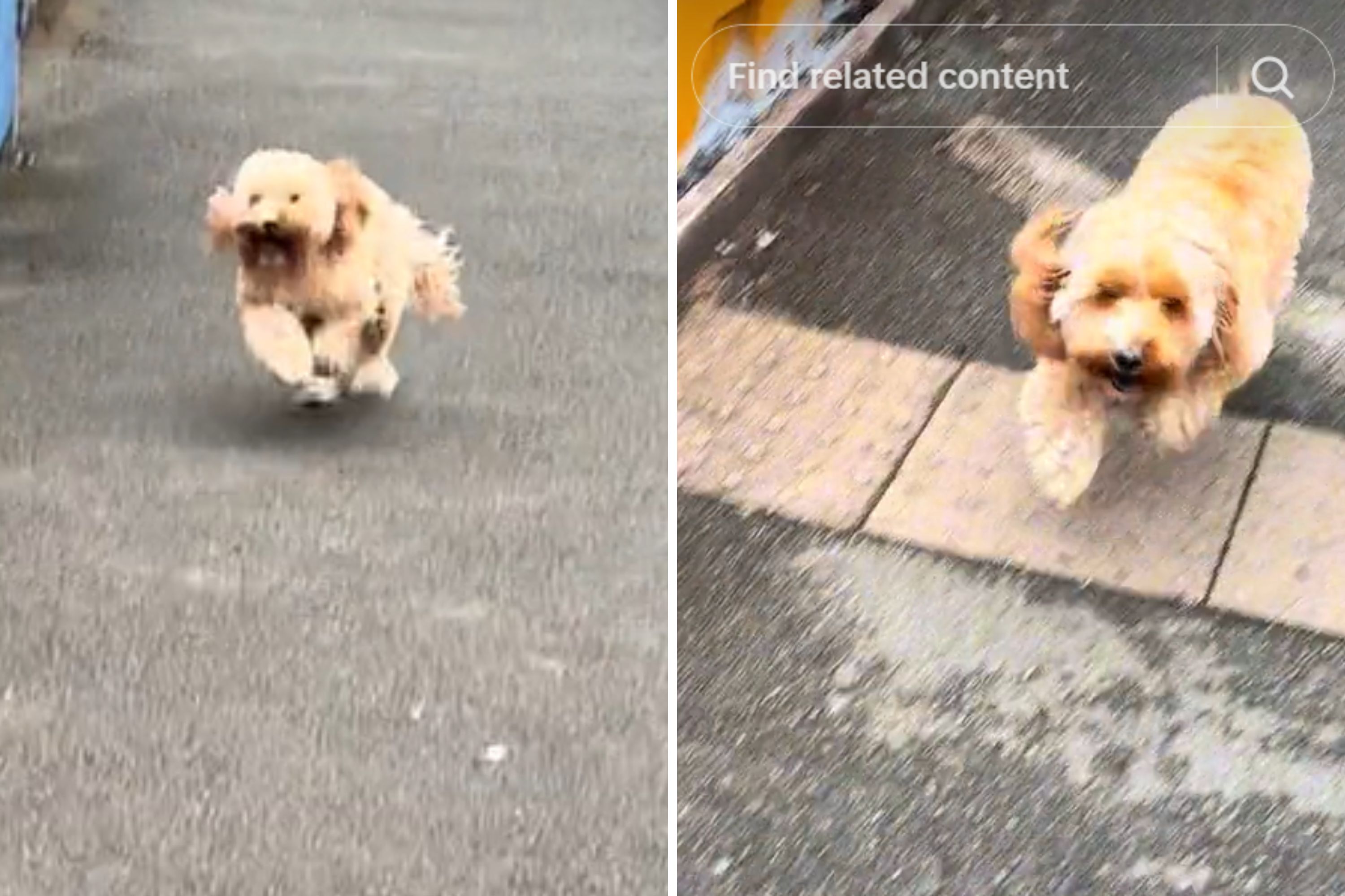 The Heartwarming Doggy Welcome After a Long Shift