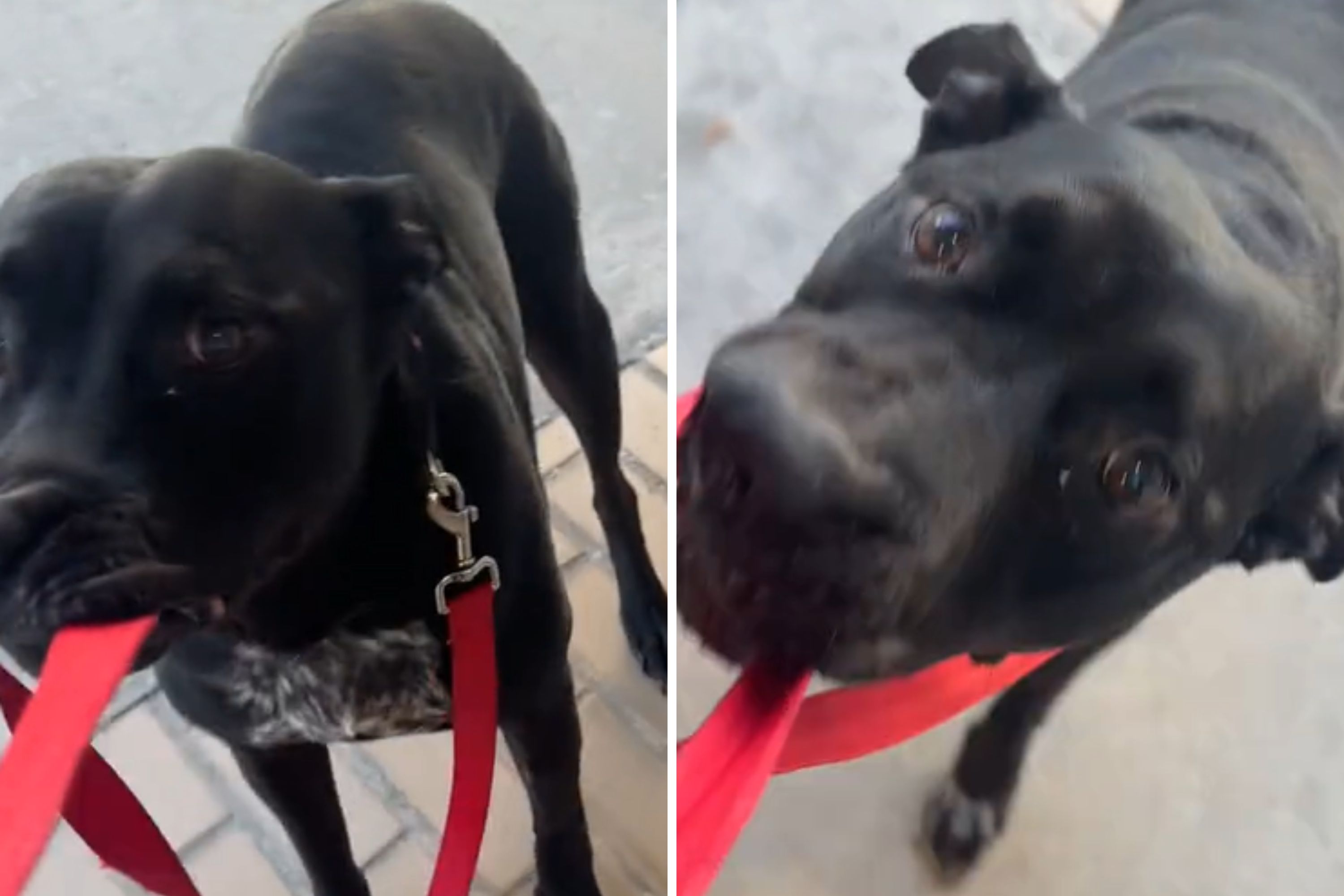 Dog Hilariously Refuses to Enter Vet Office