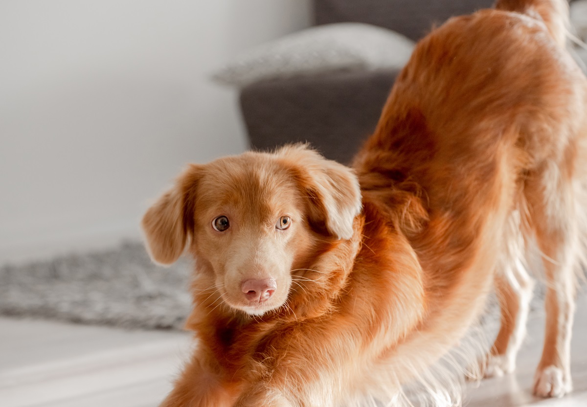 Internet Can’t Get Enough of Dog’s Epic Stretch: ‘Namaste’