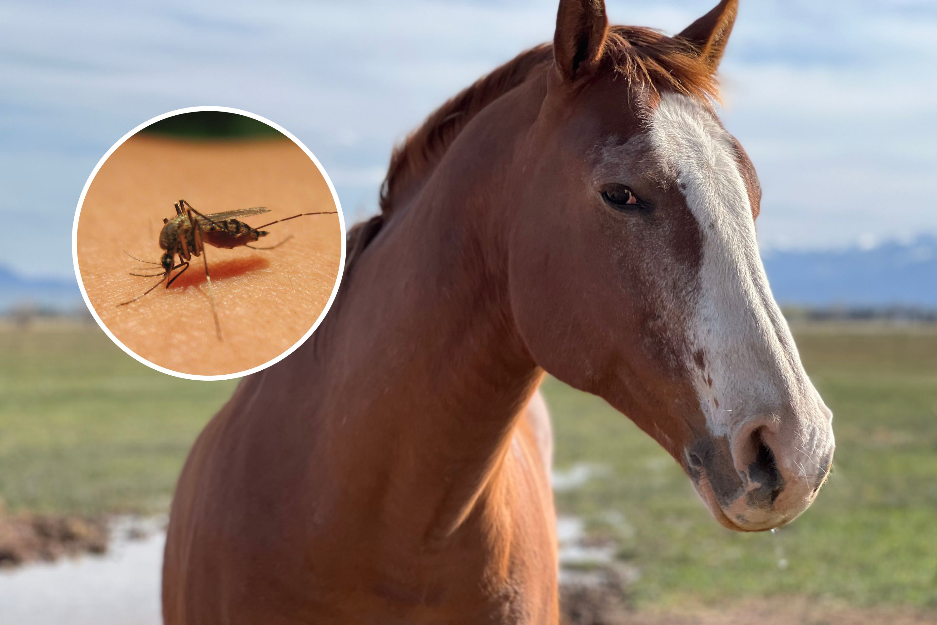 Worrying Rise of Deadly Horse Virus in Florida