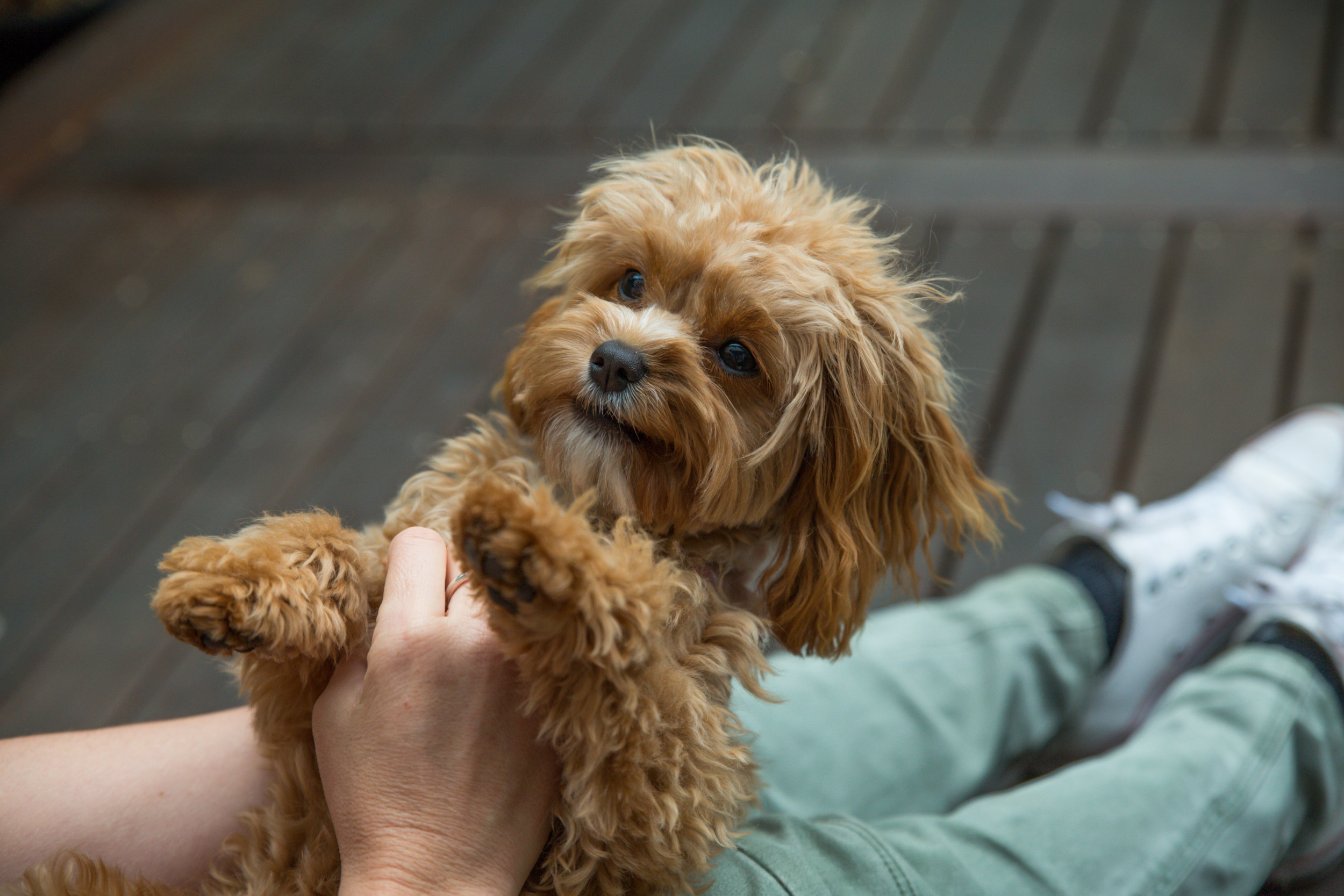 Dog Comforts Mom During DIY Project with Heartwarming Hand-Holding