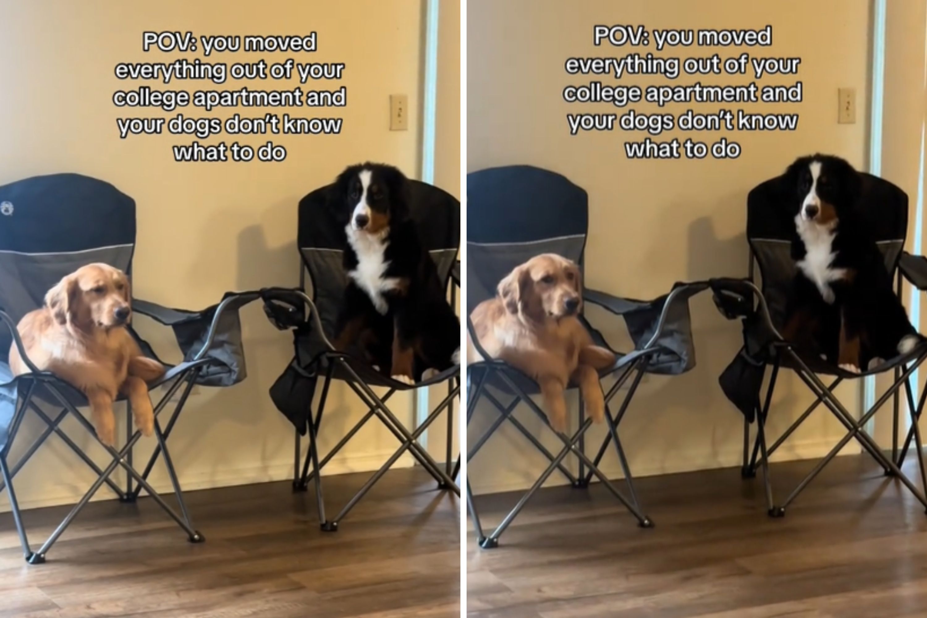 Owner Moves Out, Leaves Dogs in Utter Confusion About Where to Sit