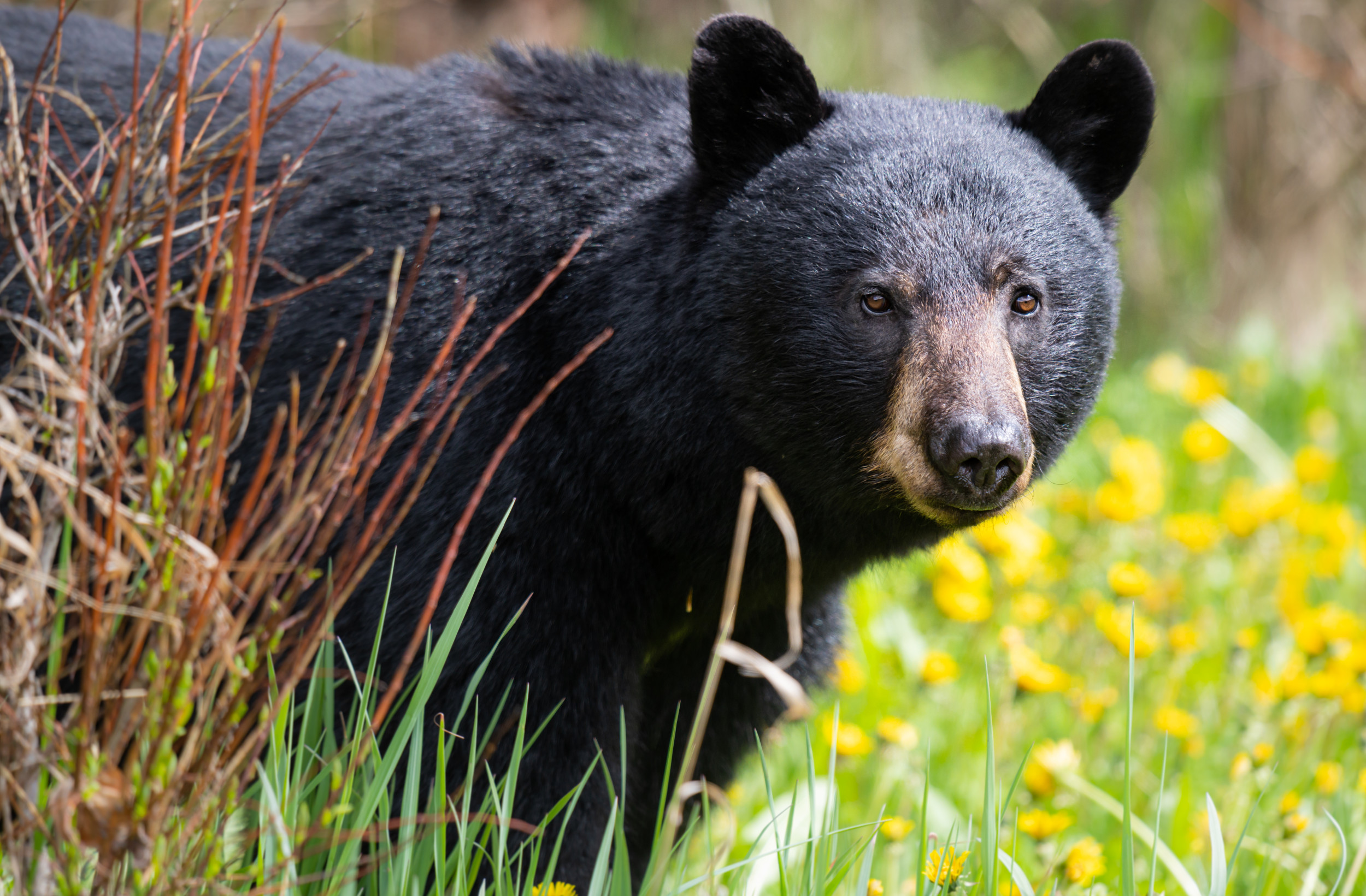 'Aggressive' Bear Tracked by Dogs and Euthanized for Biting Runner in ...