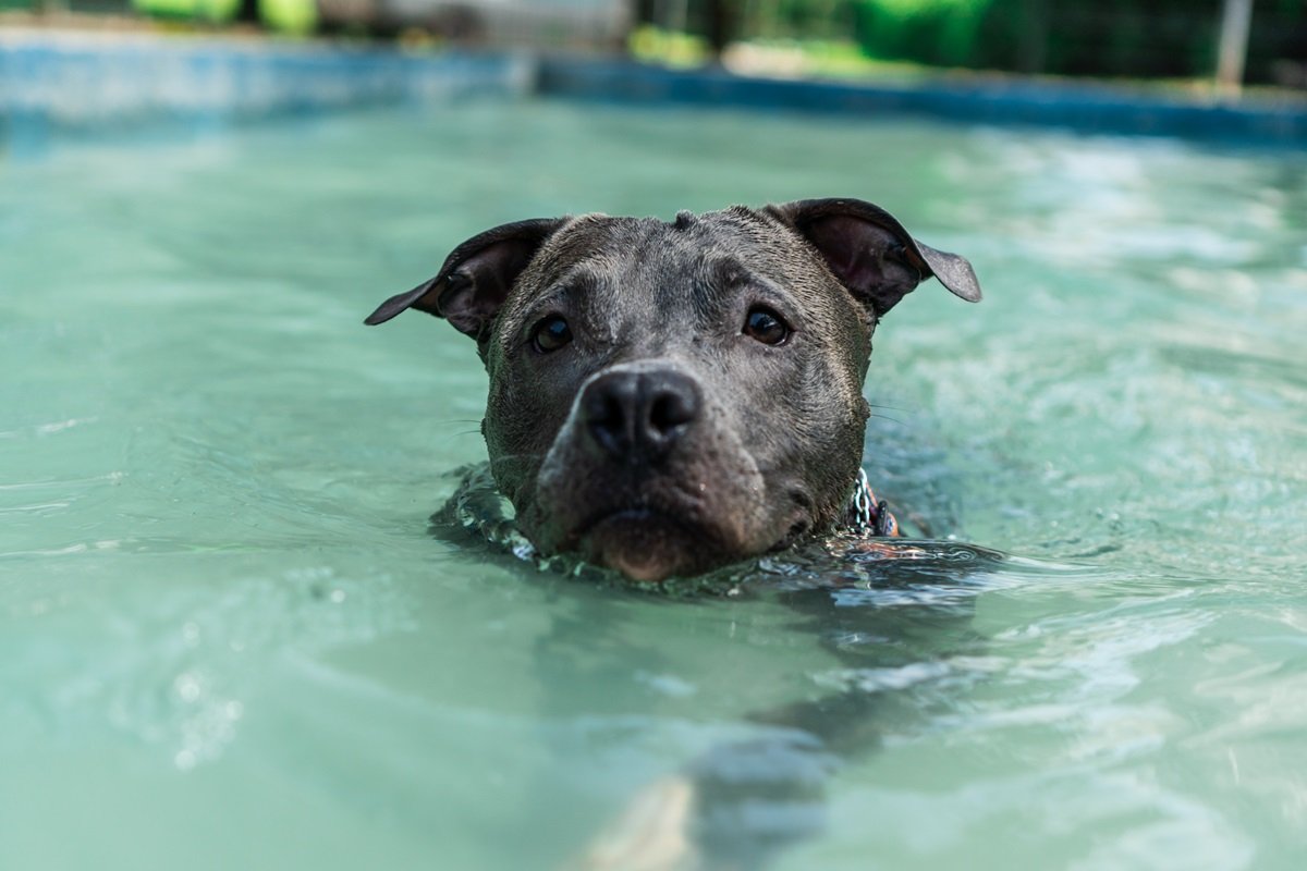 Dog swimming in pool