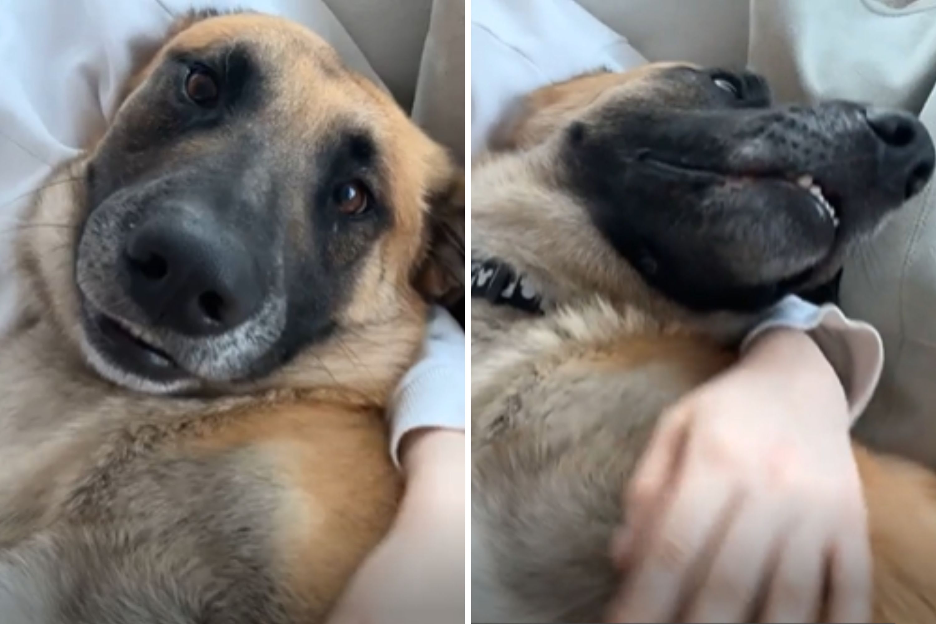 Rescued German Shepherd’s Heartwarming Transformation in Just One Day: ‘Very Happy’