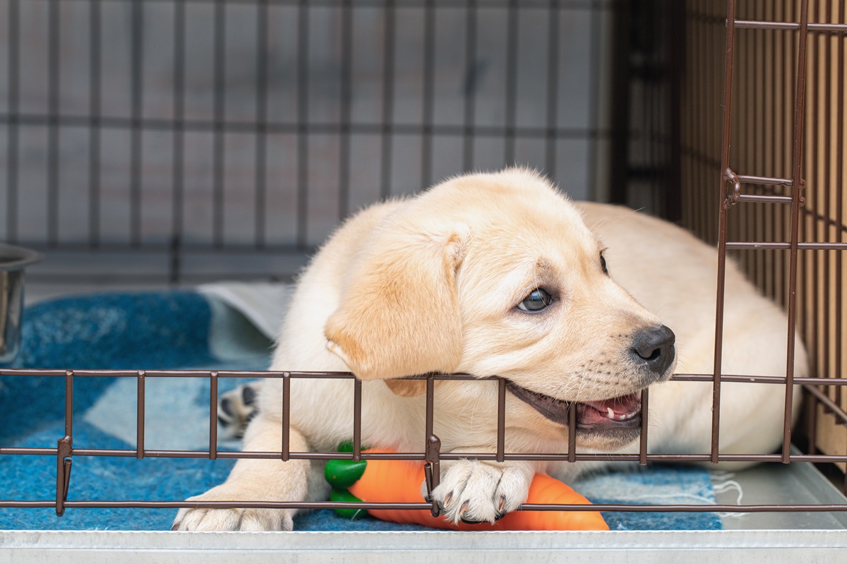 Dog escapes cage best sale