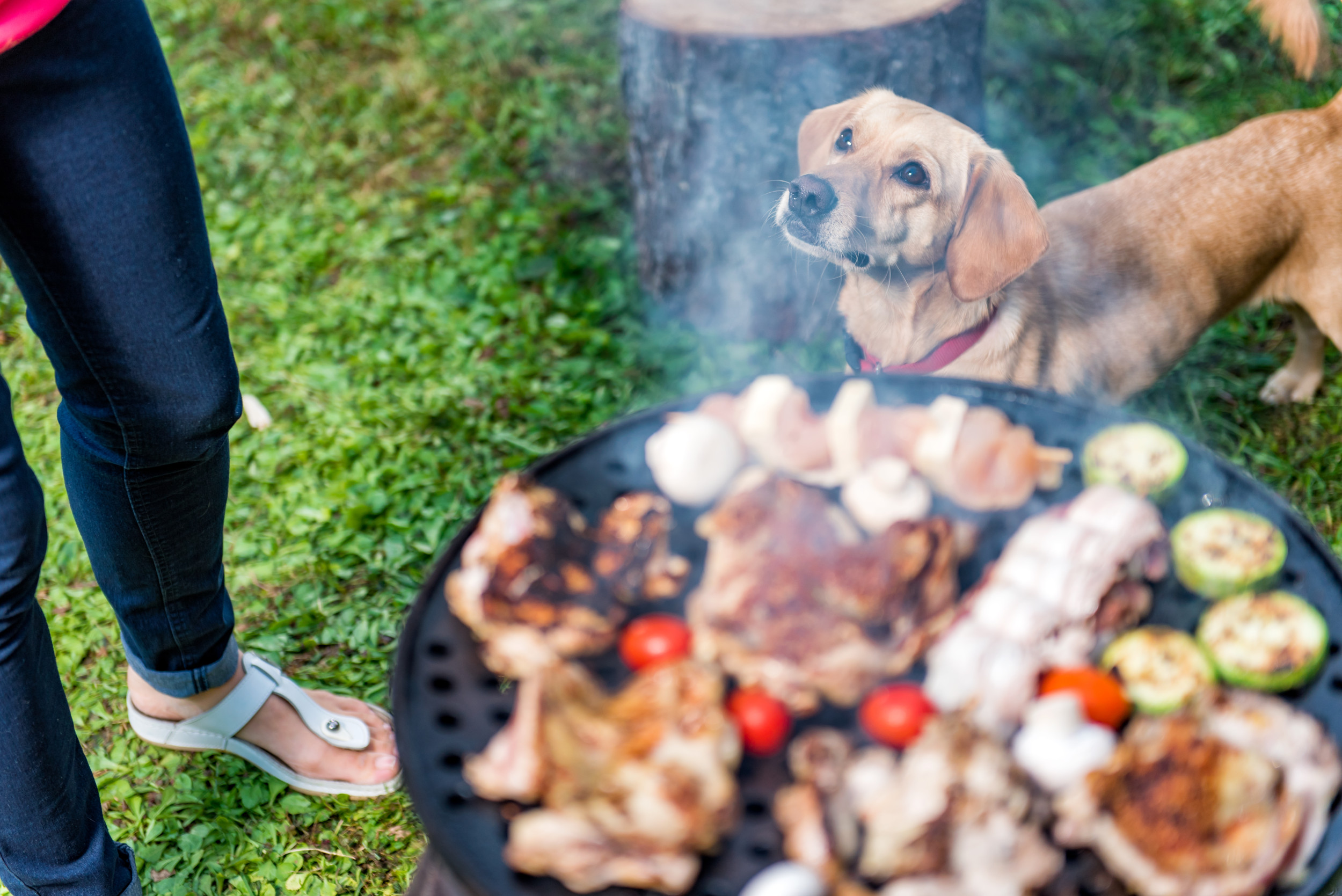 Face of dog with vegetarian owners at 