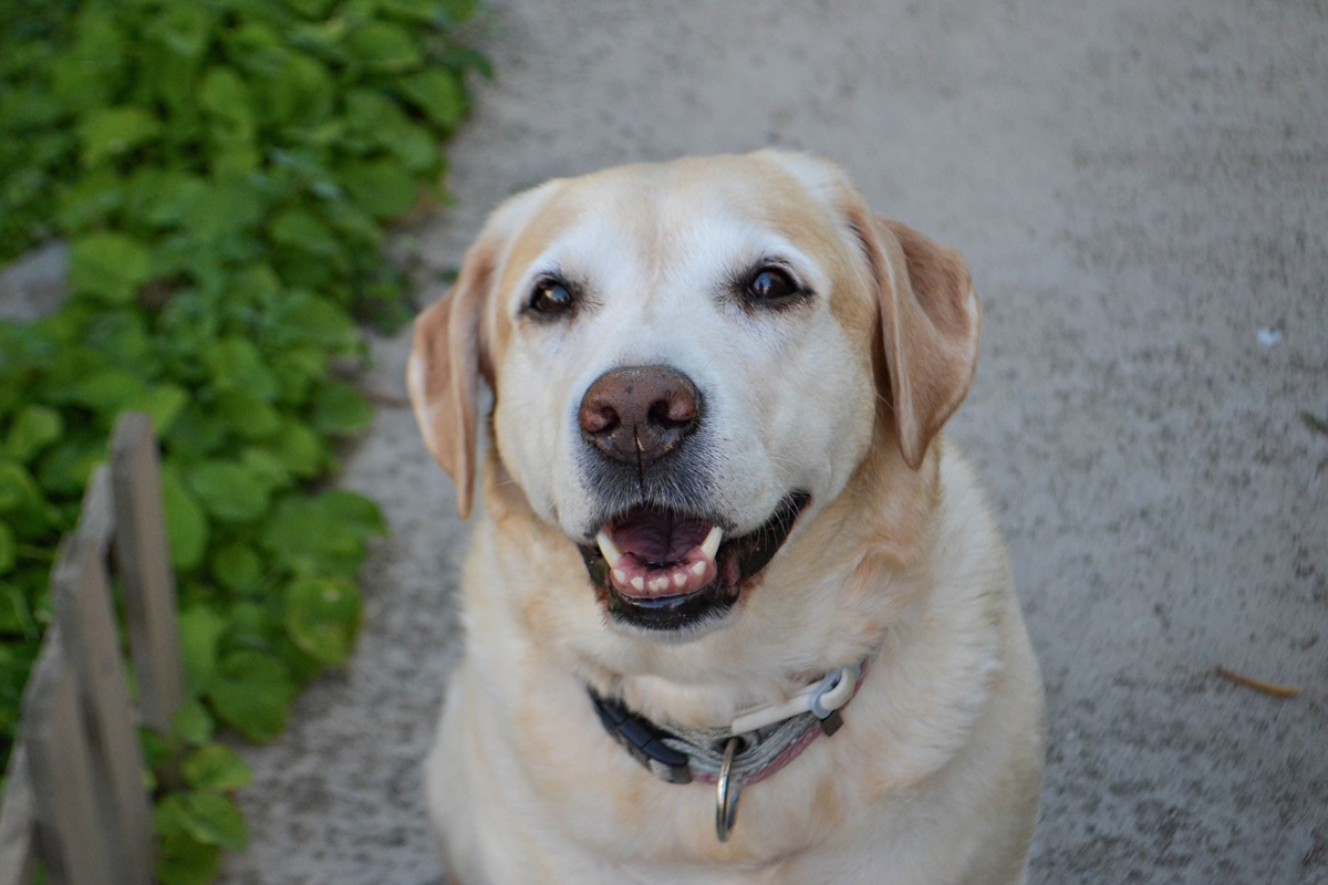 Dog With Distinctive Feature Delights Internet: 'Added Uniqueness ...