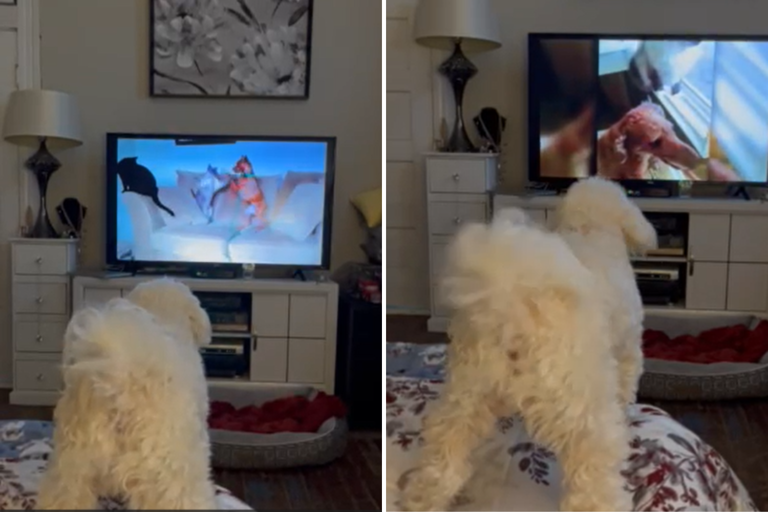 Pawesome Pup Loves ‘America’s Funniest Home Videos’ and Is Crowned Pet of the Week!