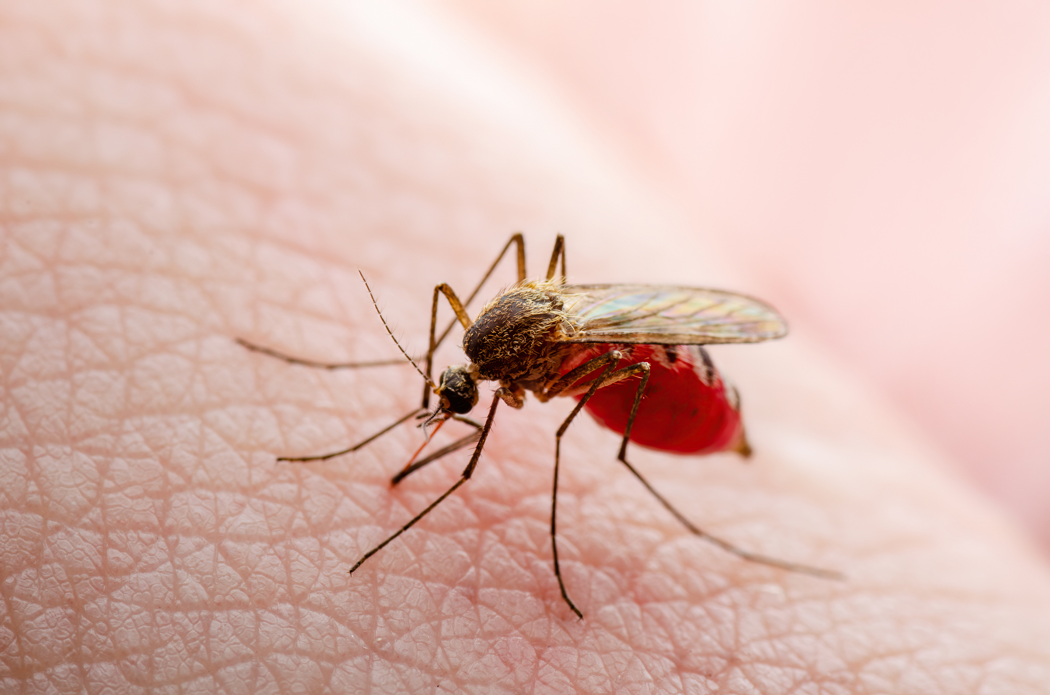 US West Nile Virus Cases Rise: Stay Alert and Informed